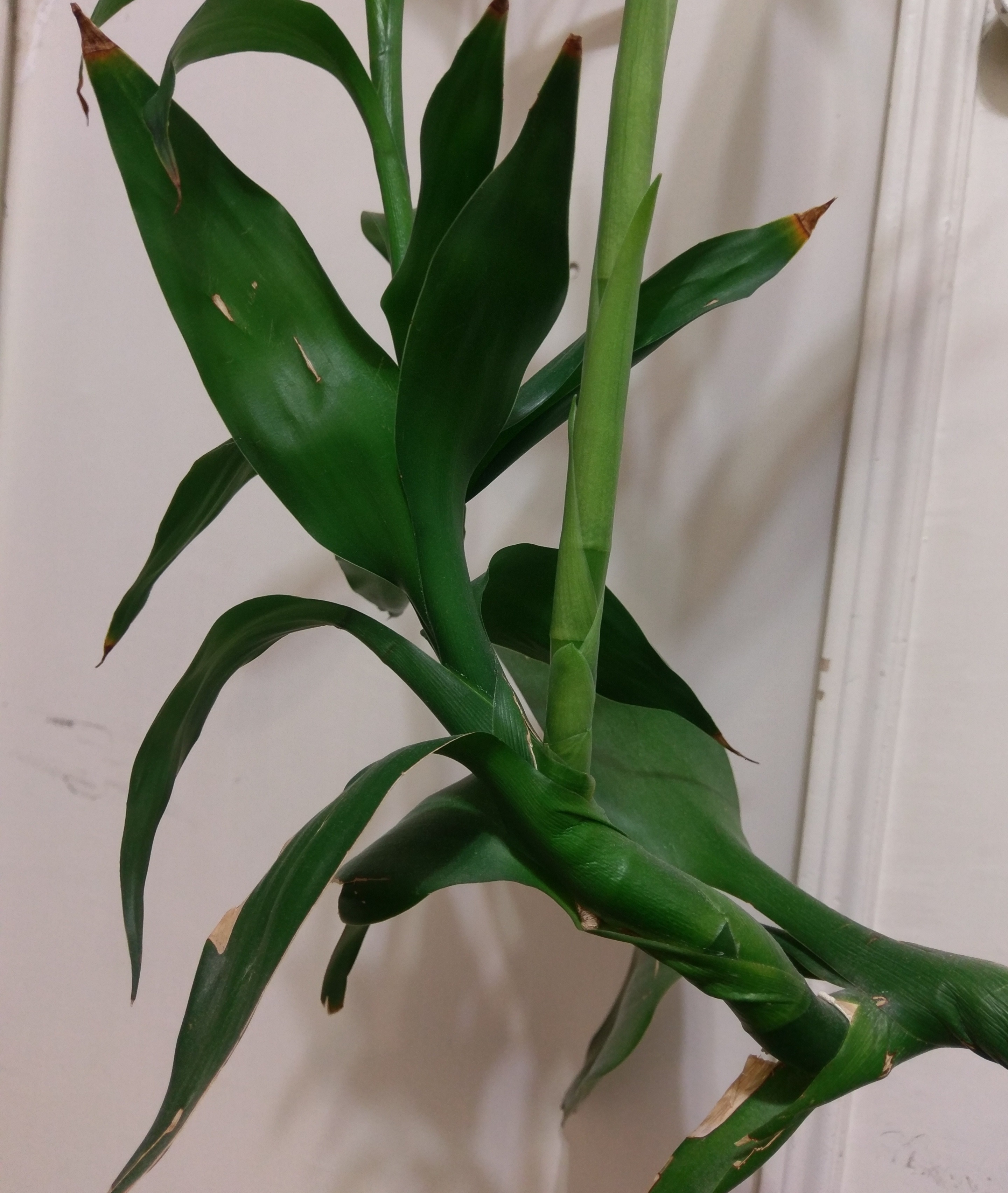 propagation Replanting and propagating old Lucky Bamboo