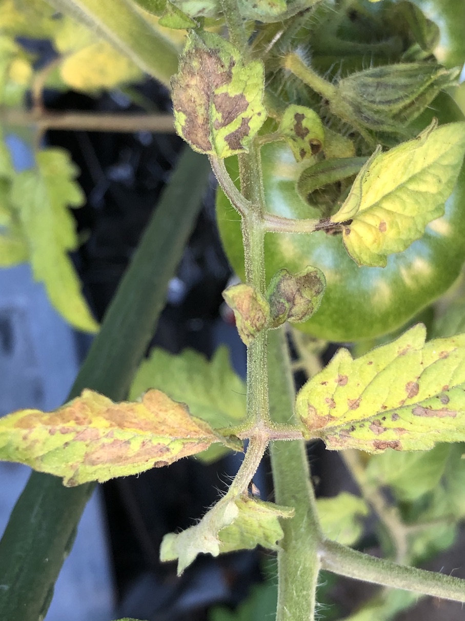 diagnosis What pest is affecting my tomato plants? Gardening