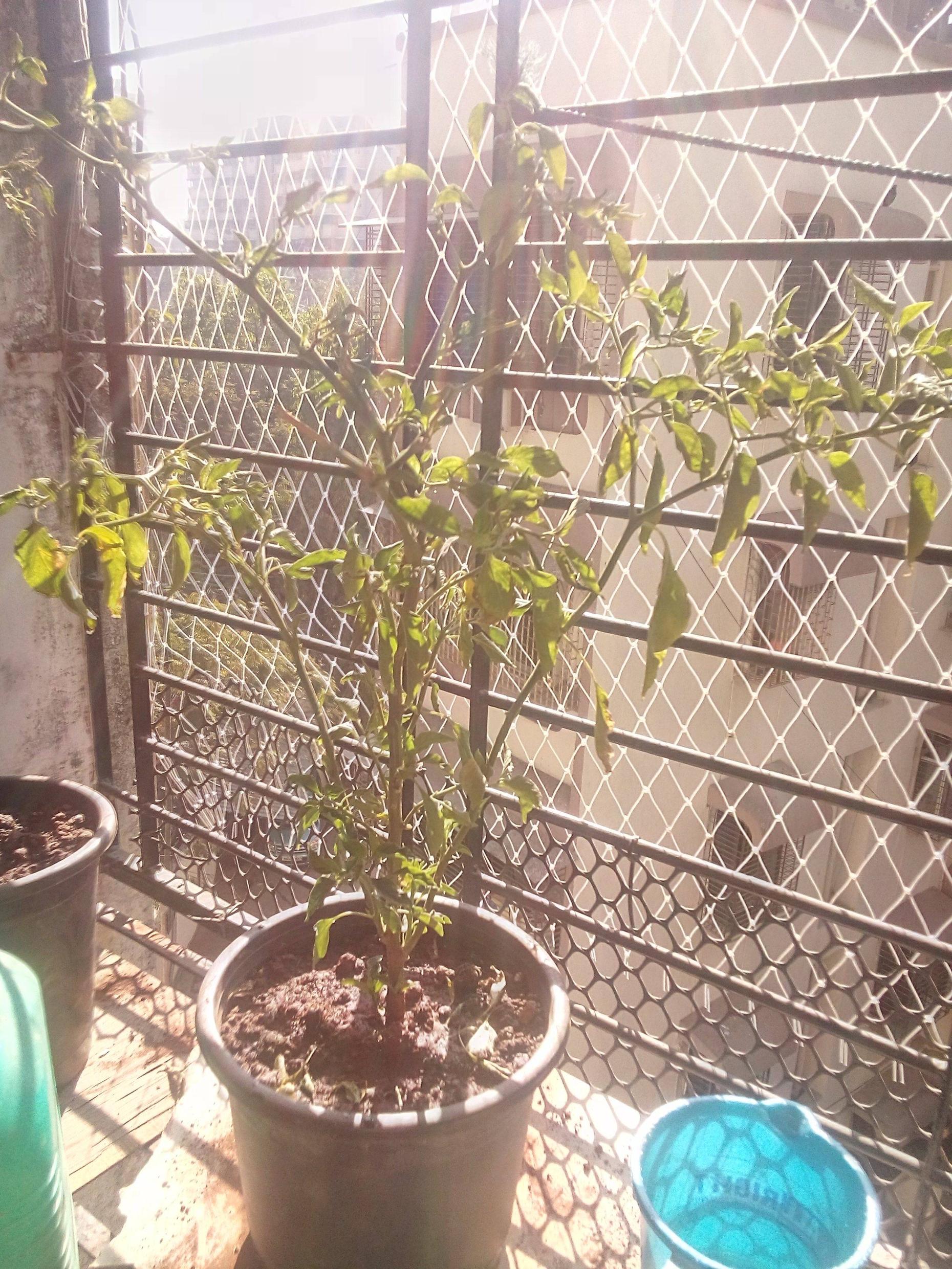 flowers Buds don't blossom on Chilli plant ( bud drop ) Gardening