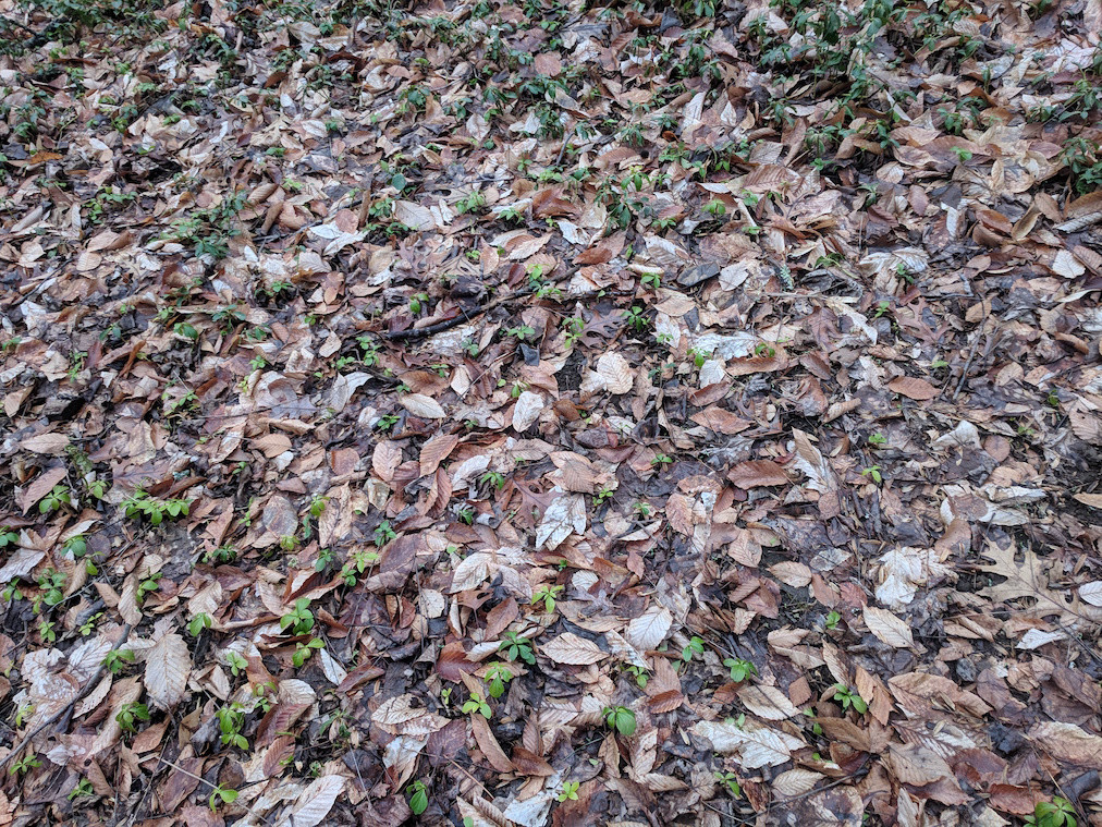 3 Ways to Bring Back Dead Grass wikiHow Life