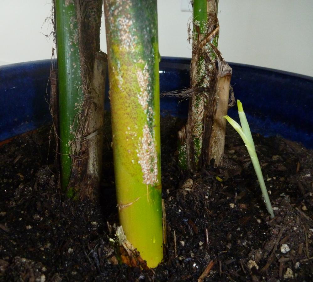 identification What are these hard white/brown spots growing on my