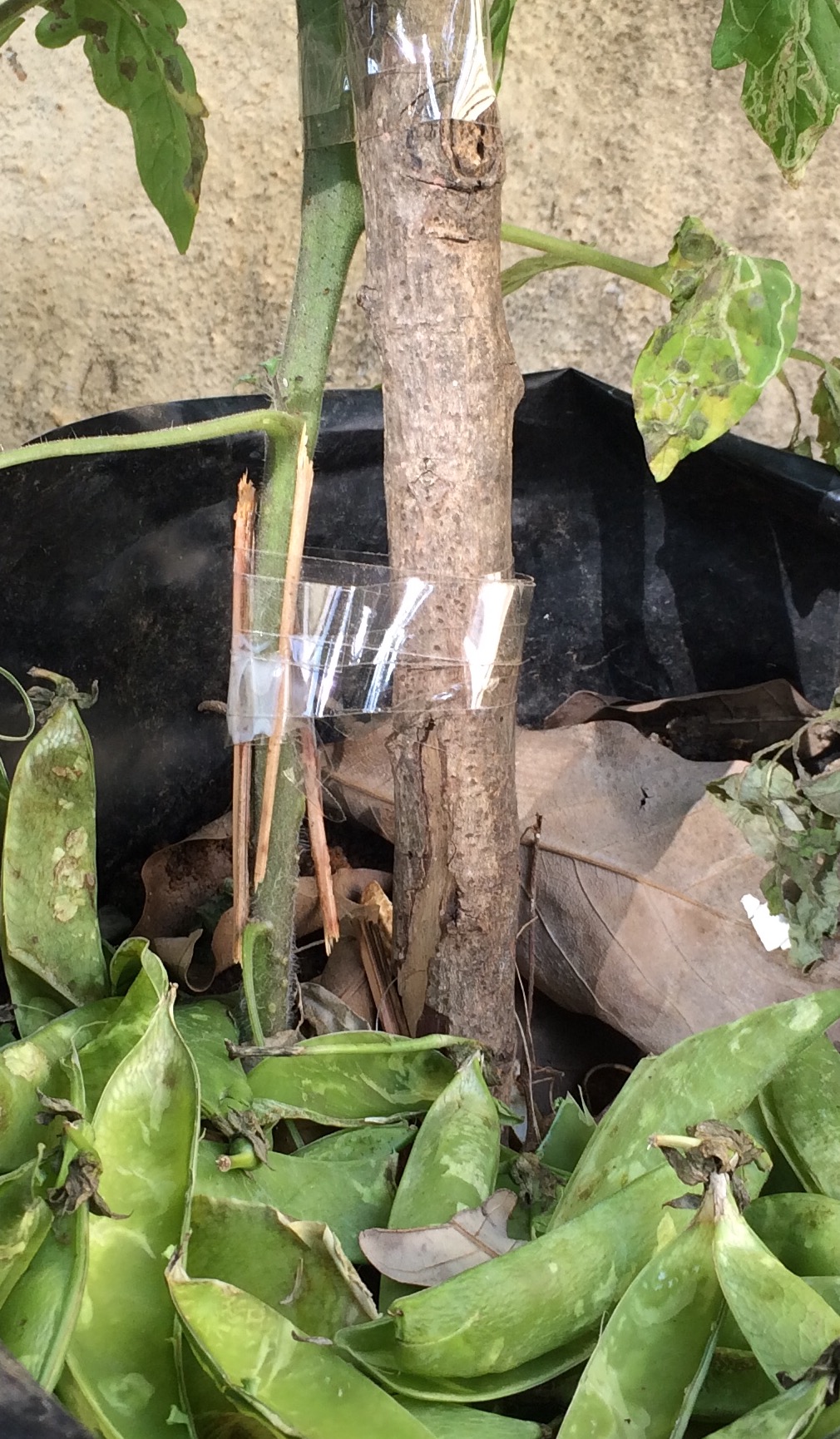 tomatoes Can a half broken tomato stem heal with assistance