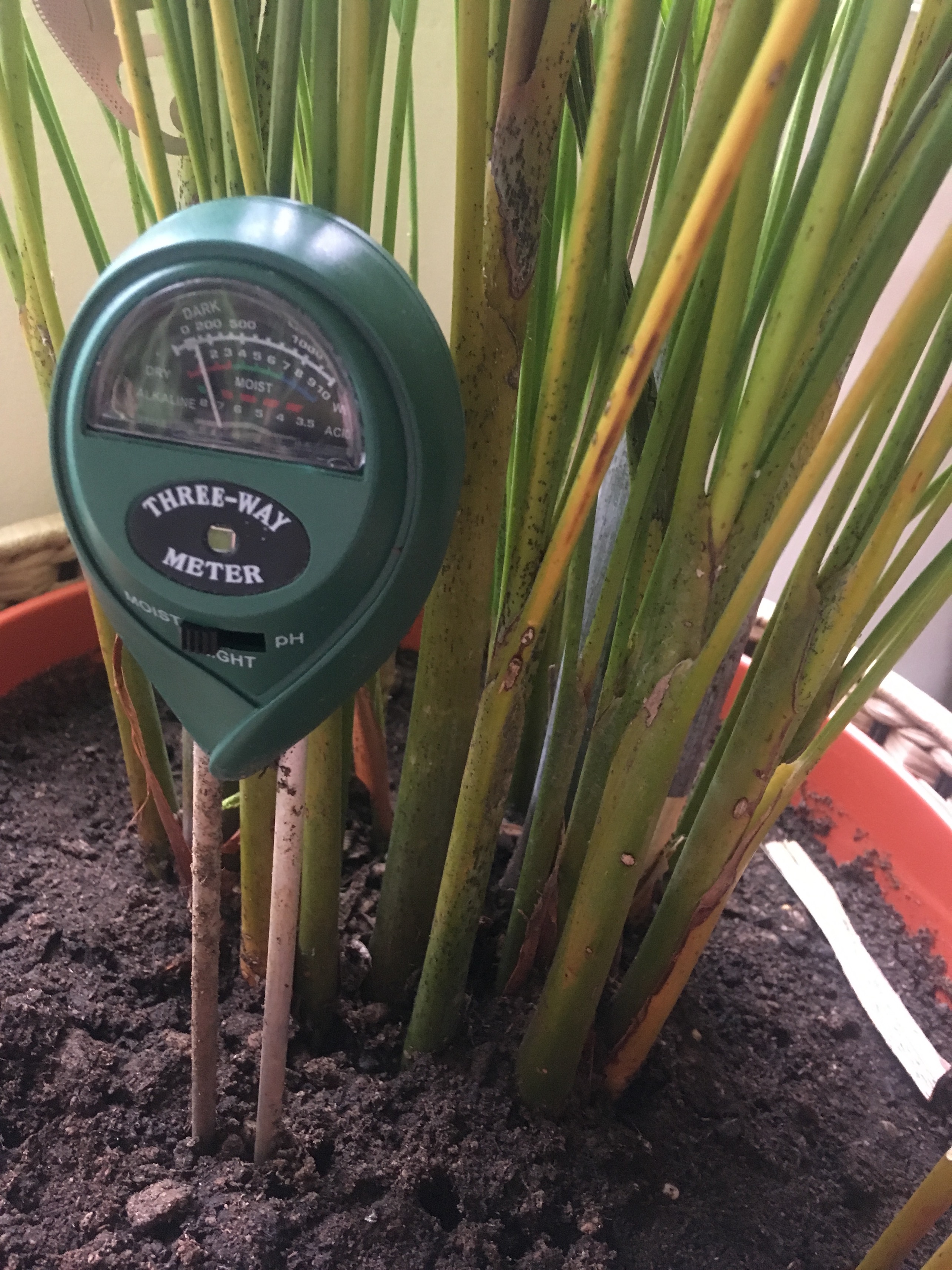 diagnosis Areca Palm just dry, or something more sinister