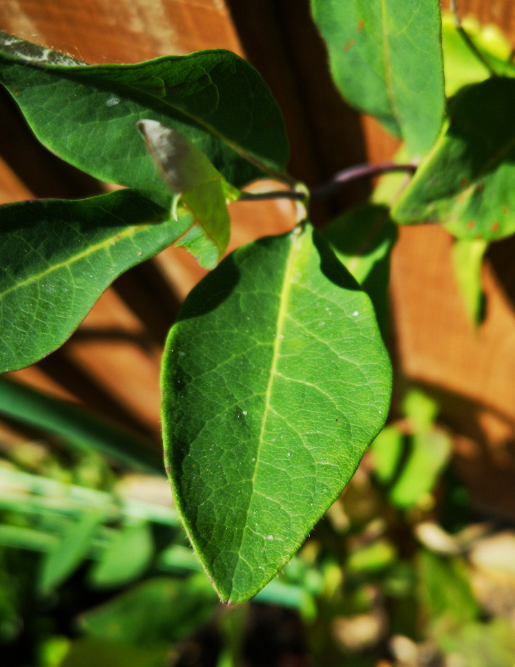 diagnosis Honeysuckle leaves turning purple, yellow, then dying