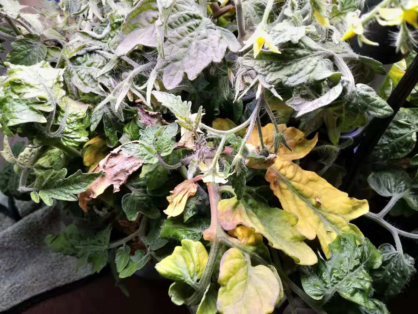 plant health Why are my tomato leaves yellowing and withering