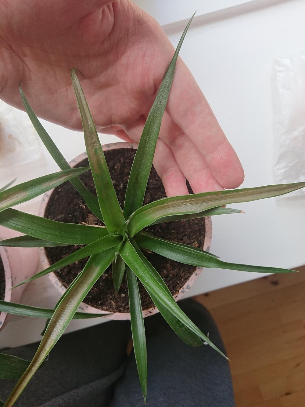 plant health Pineapple leaves turn brownish Gardening & Landscaping