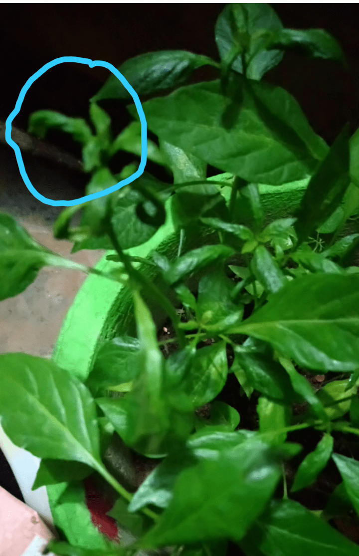 diseases Chilli leaf curl downwards Gardening & Landscaping Stack