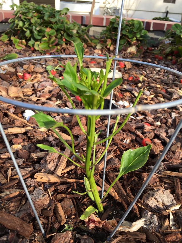 pest damage What ate the leaves of my bell pepper plant? Gardening