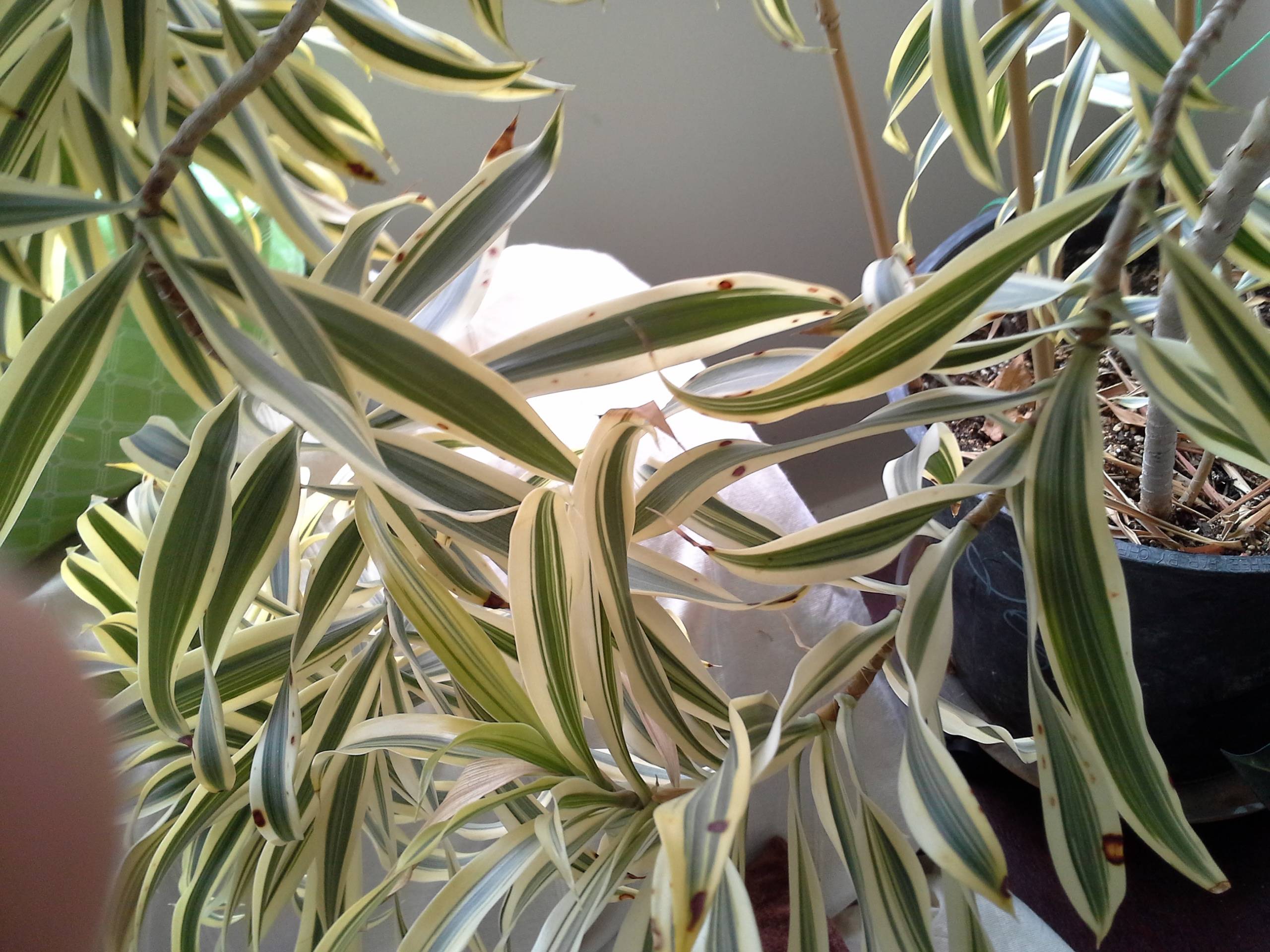 diagnosis What could cause brown spots on the leaves of a Song of