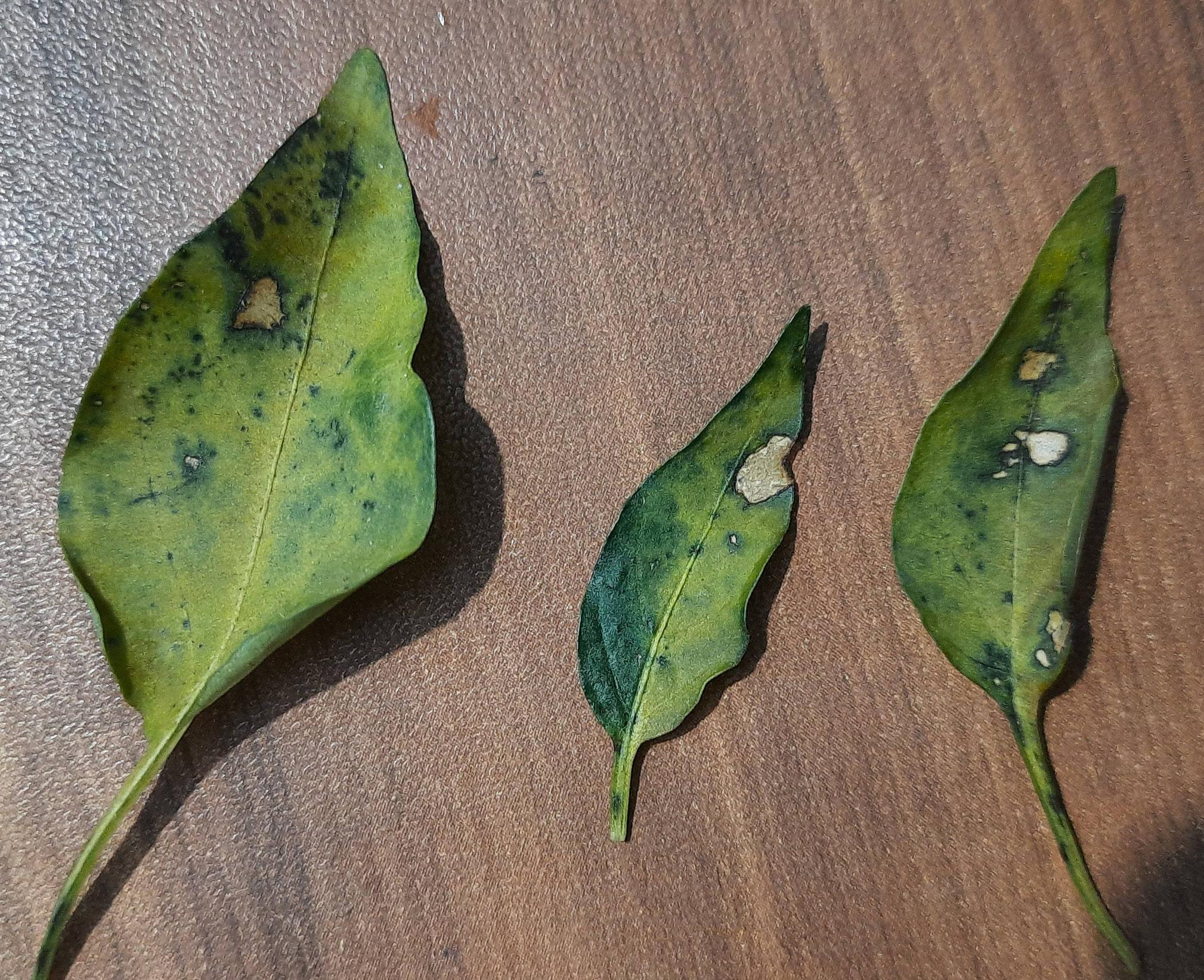 diseases Yellow leaves with Dried spots on chili leaves Gardening & Landscaping Stack Exchange