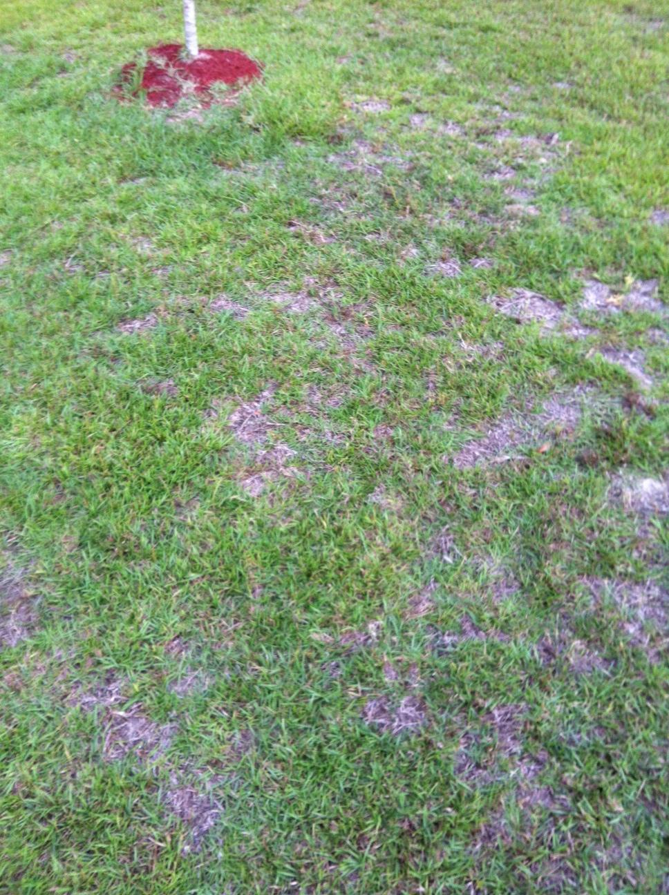 grass My Lawn Keeps Dying Gardening & Landscaping Stack Exchange