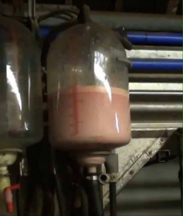 science based How to produce milk that's similar to blood