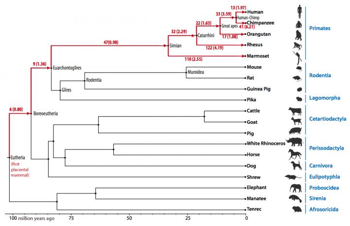 evolution What did (domestic) cats evolve from? Biology Stack Exchange