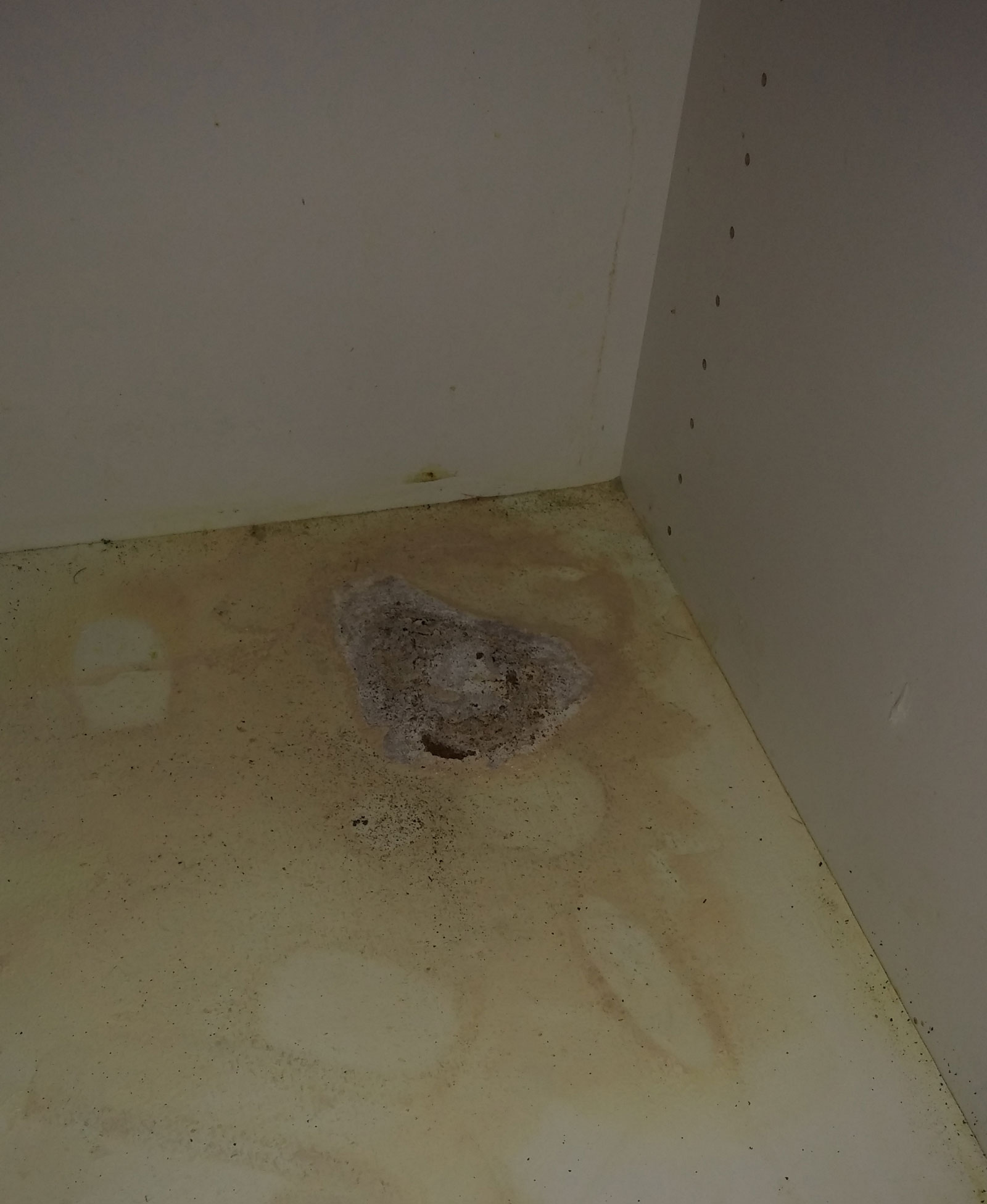water damage Is this MOLD under laundry room sink? Home Improvement