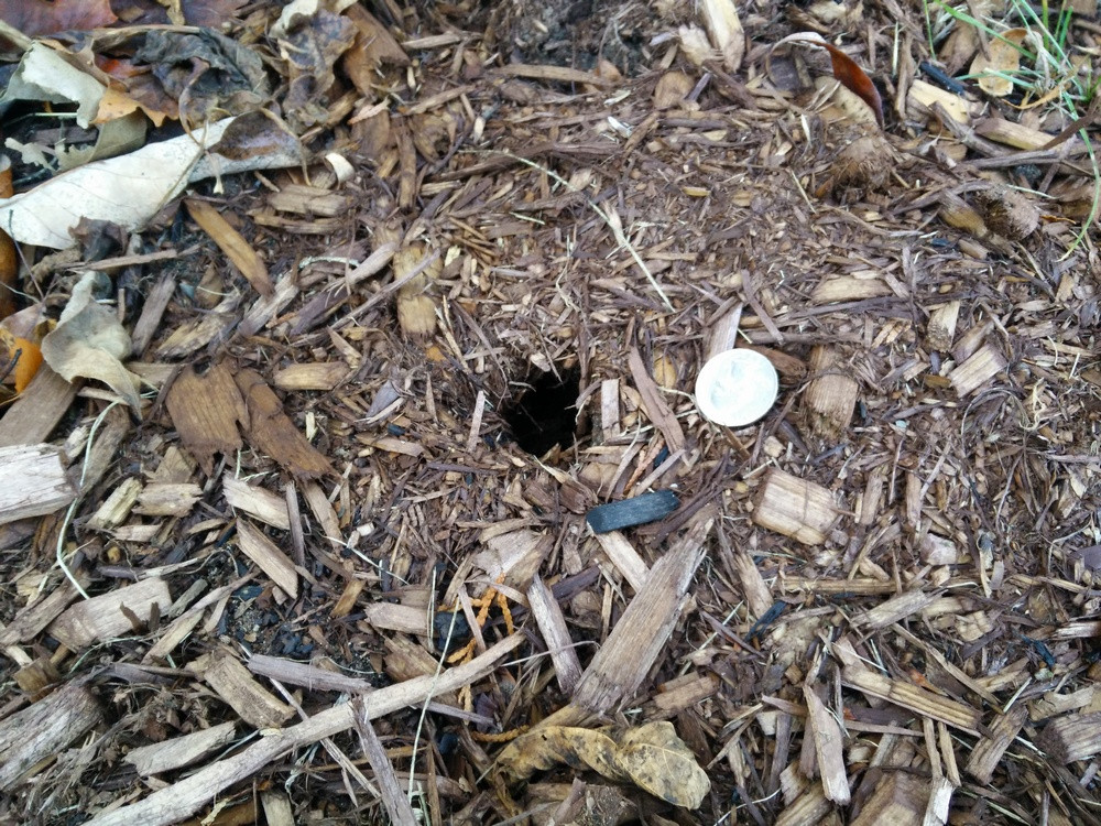 1 in = 2.54 cm 1 cm = 0.3937007874 in. What made these burrows and holes in my lawn (Picture ...