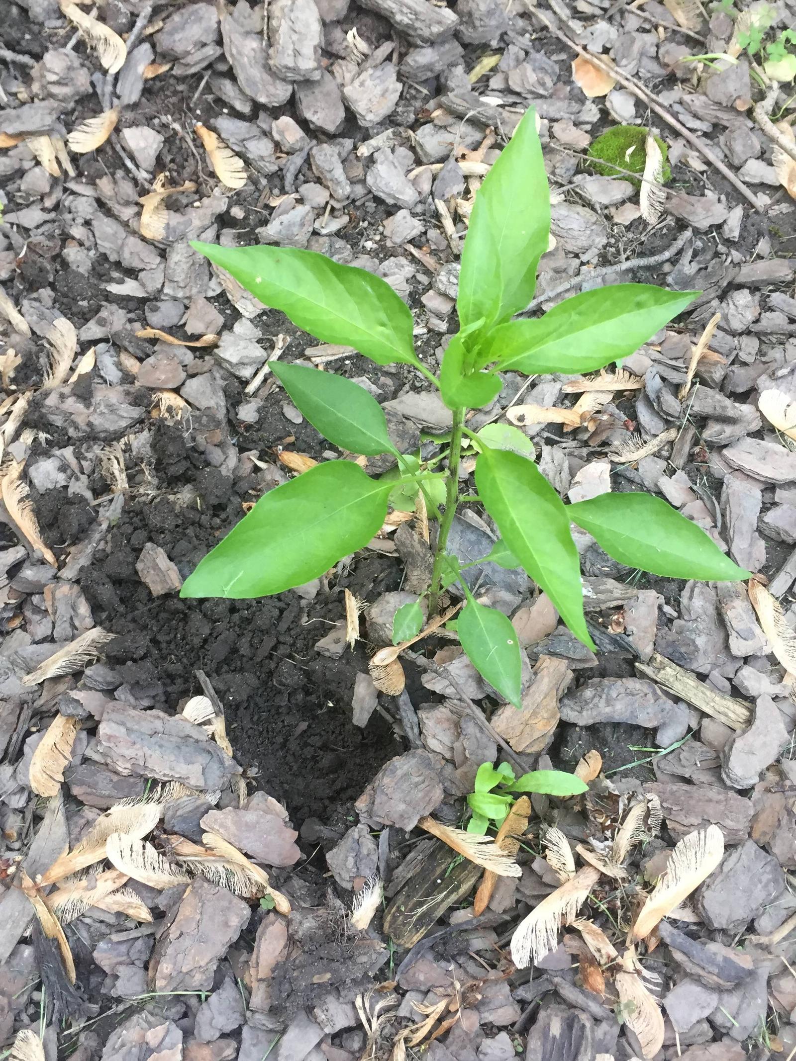 pest control What animal is digging at my pepper plants and what can