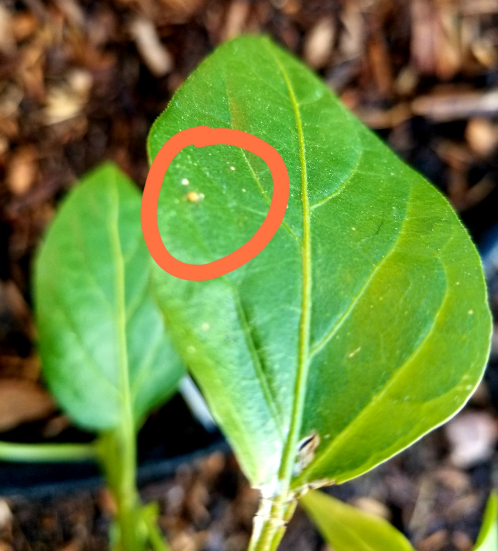 plant health Trying to identify small insects on peppers (and if they're dangerous