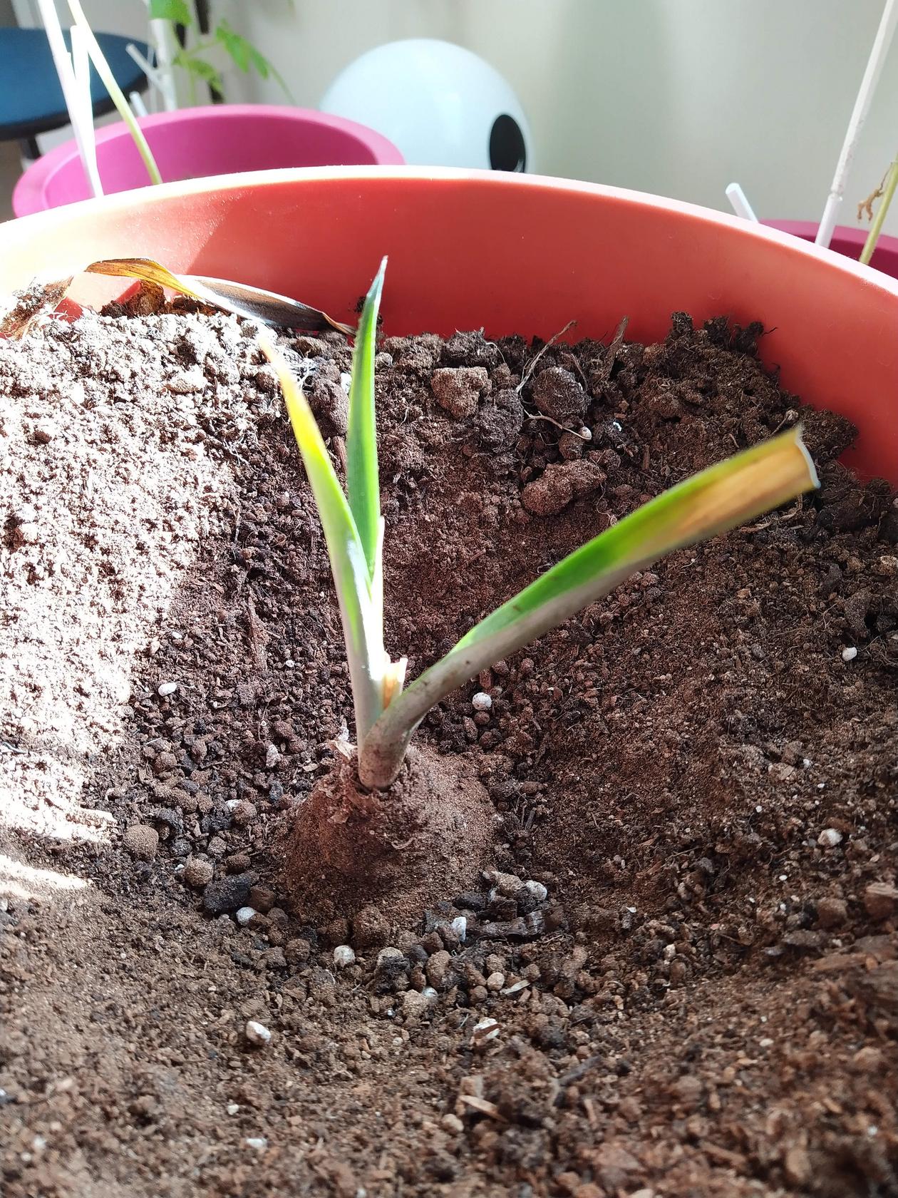 indoors How do I save this dying overwatered pineapple? Gardening & Landscaping Stack Exchange