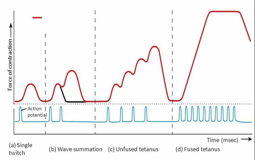 physiology Summation on muscles Biology Stack Exchange