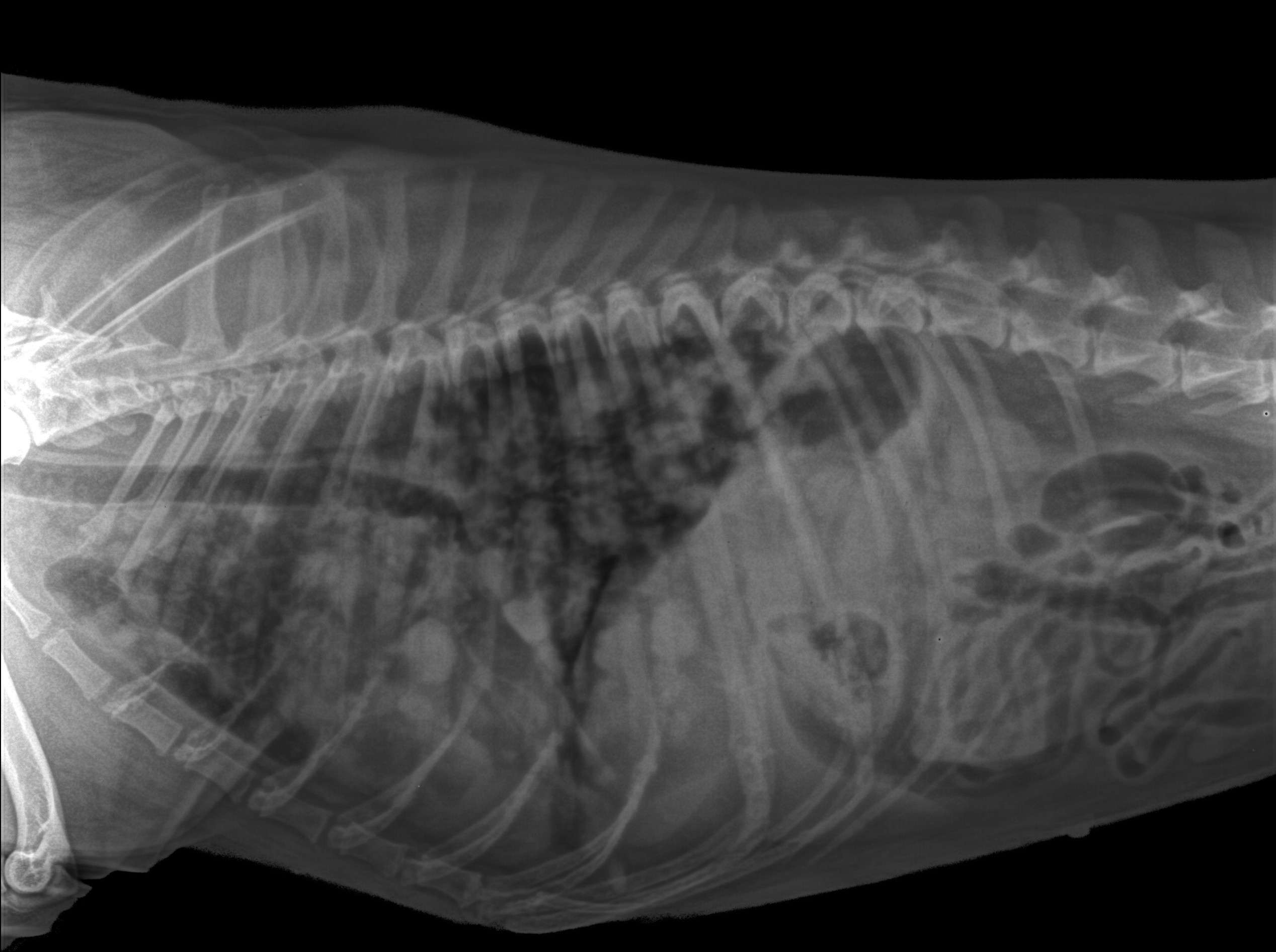 Do Puppies Breathe Fast Teacup Puppies 101 Care, Breeds and Cost