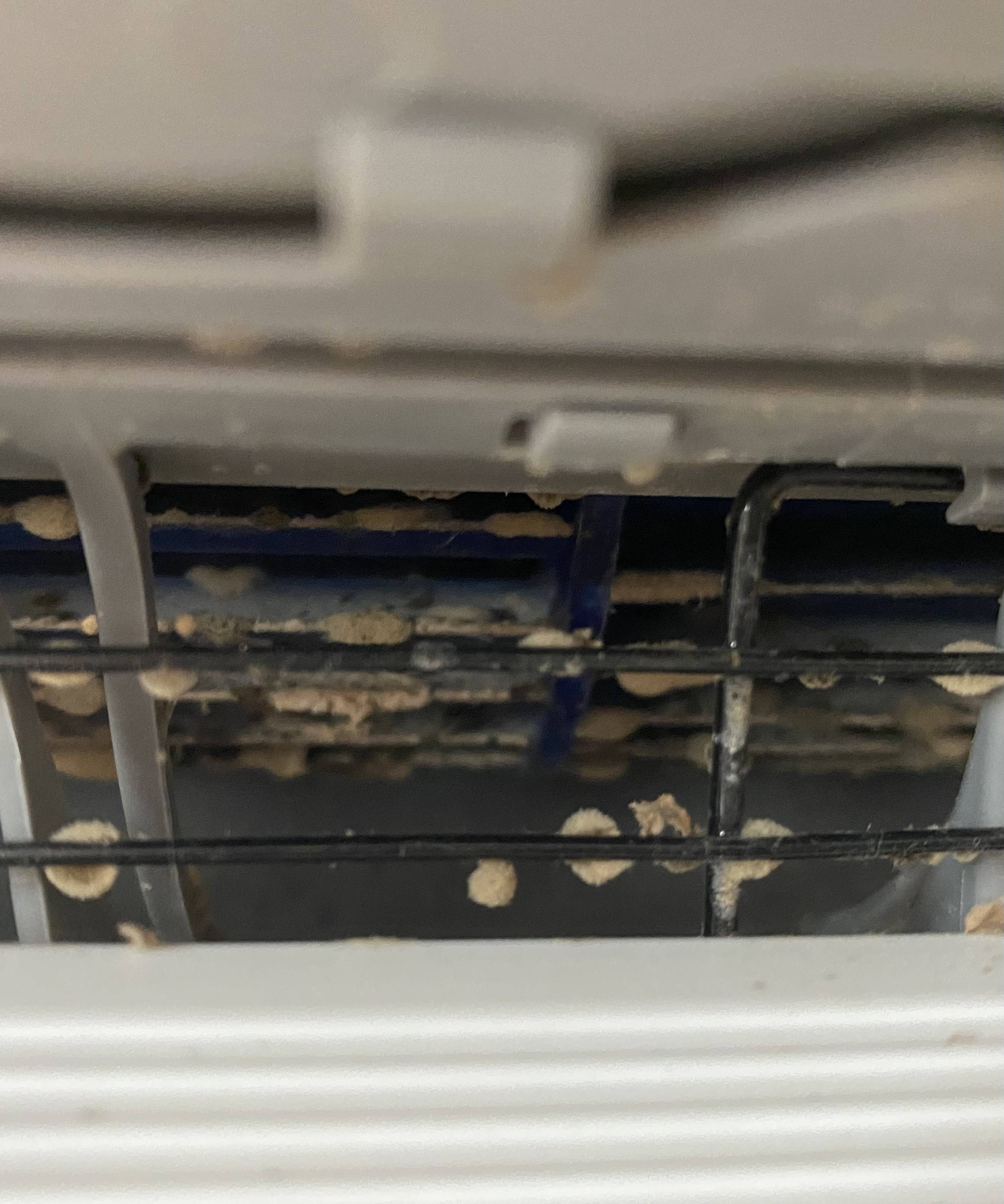 hvac I’m not sure what this is in my wall AC vent fungus? Home
