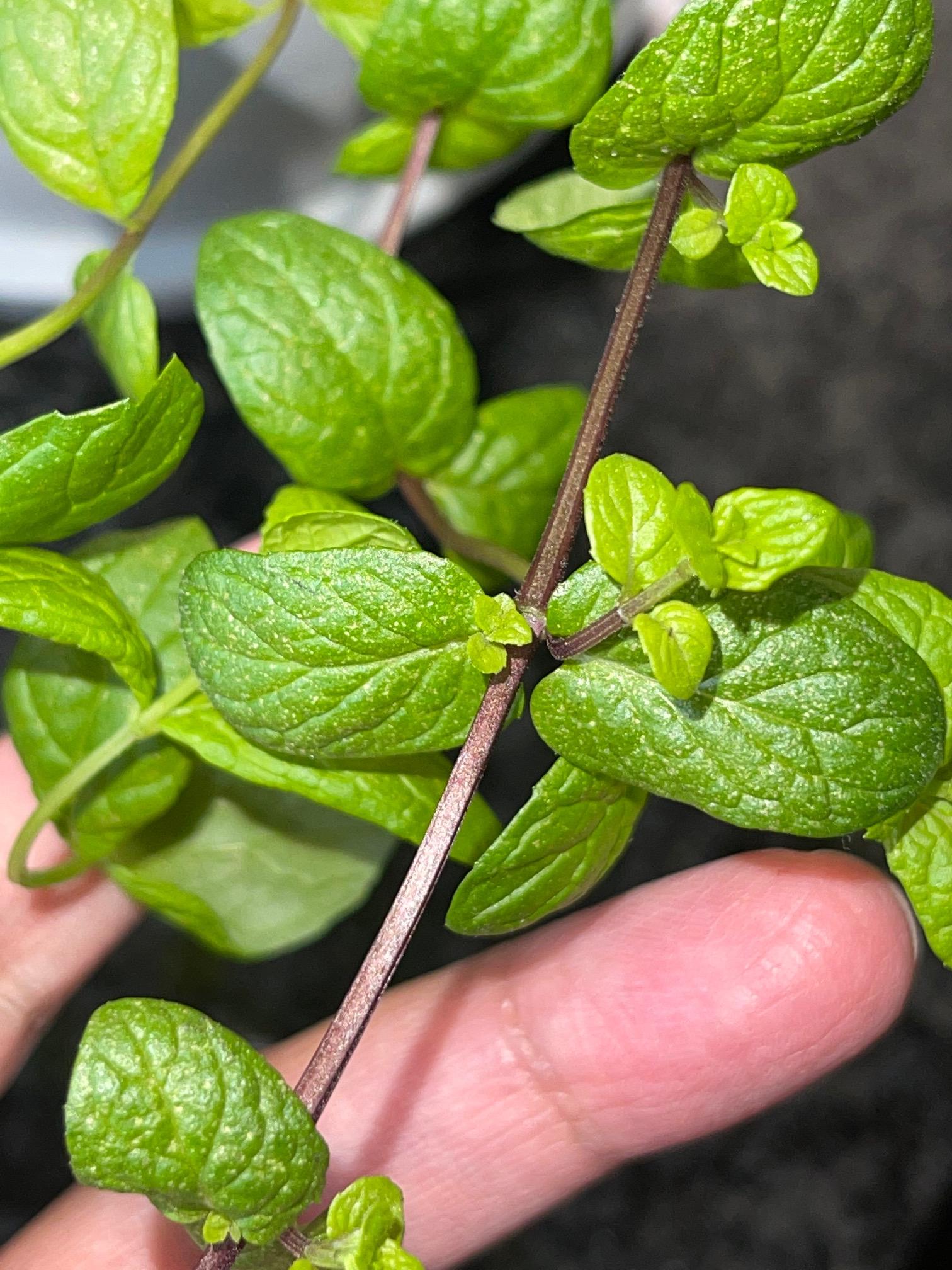 plant health Mint leaves turning brown Gardening & Landscaping