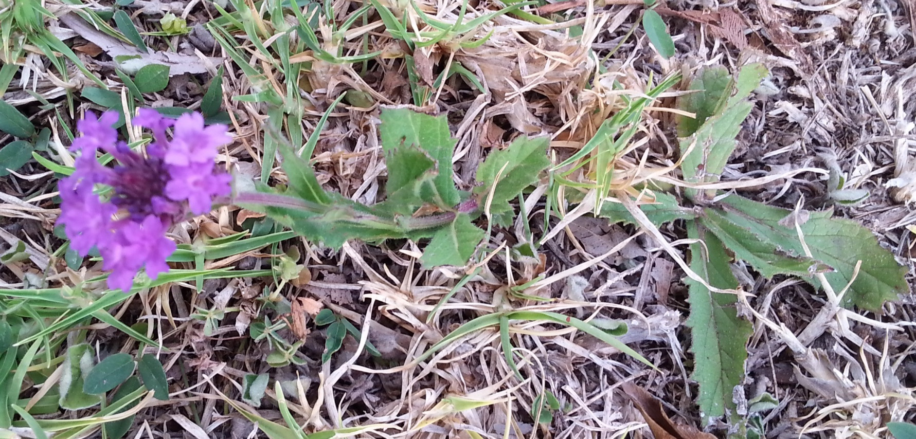 What is this lowgrowing weed with purple flowers in Australia
