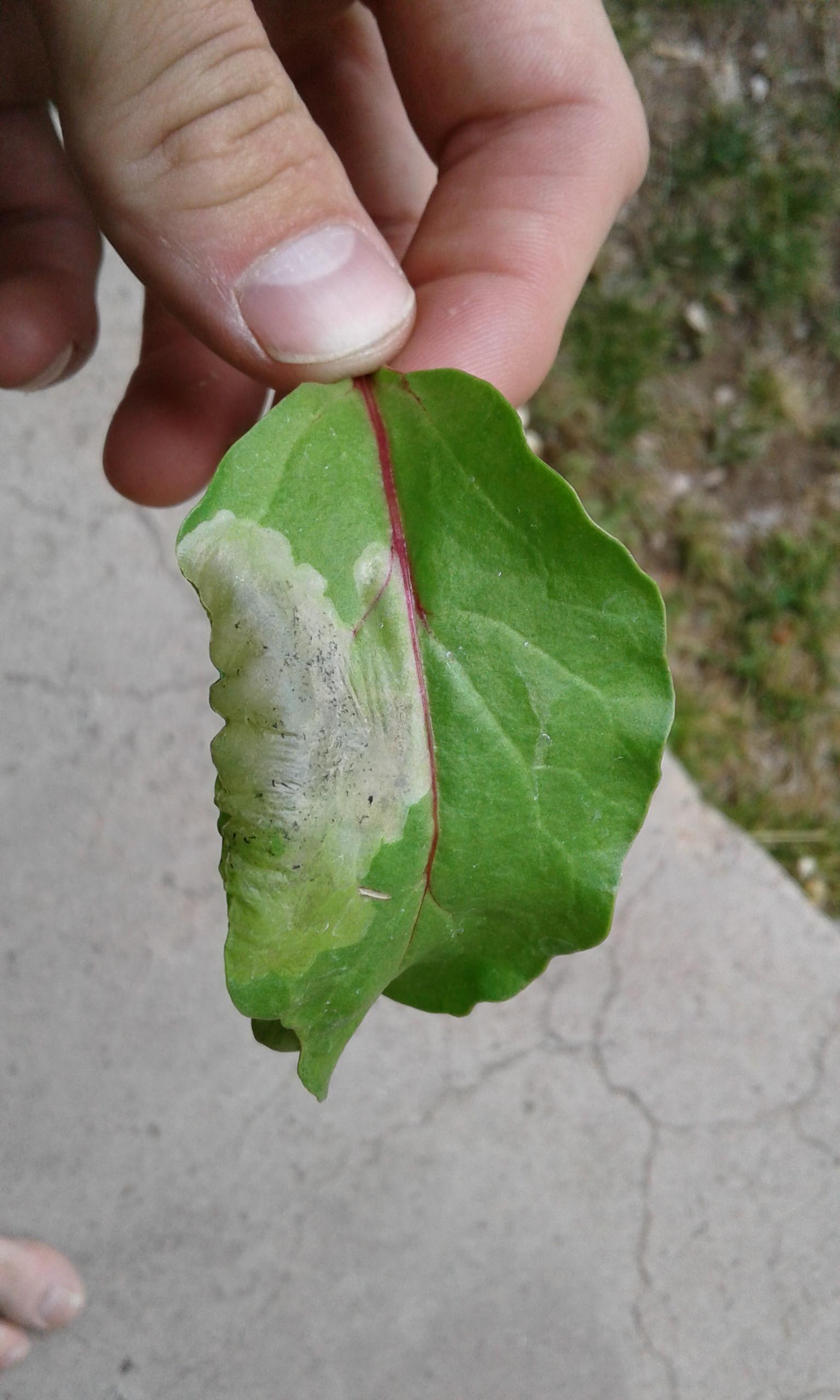pest damage Beet leaves bubbling Gardening & Landscaping Stack Exchange