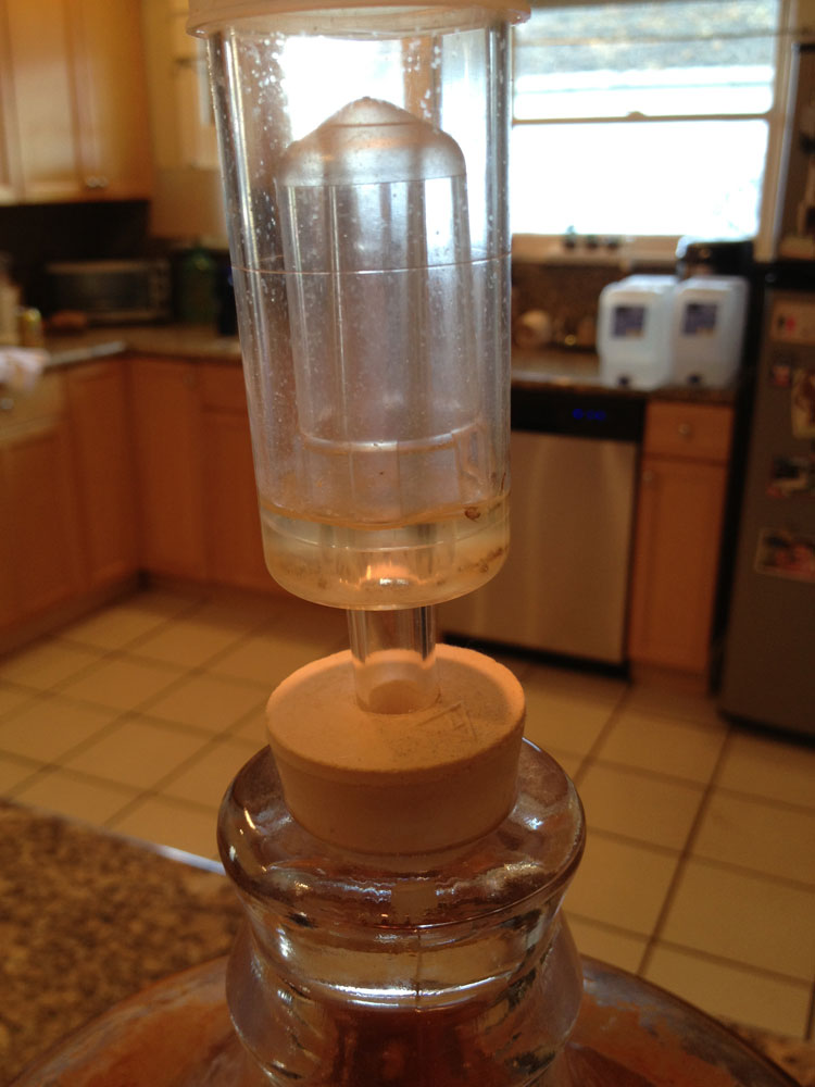 Fruit Flies in Airlock. How can I Test if Mead is Okay? Homebrewing