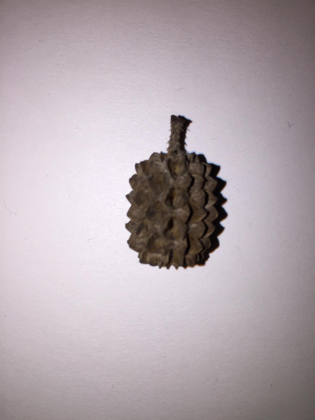 identification What is this brown seed pod found under a large