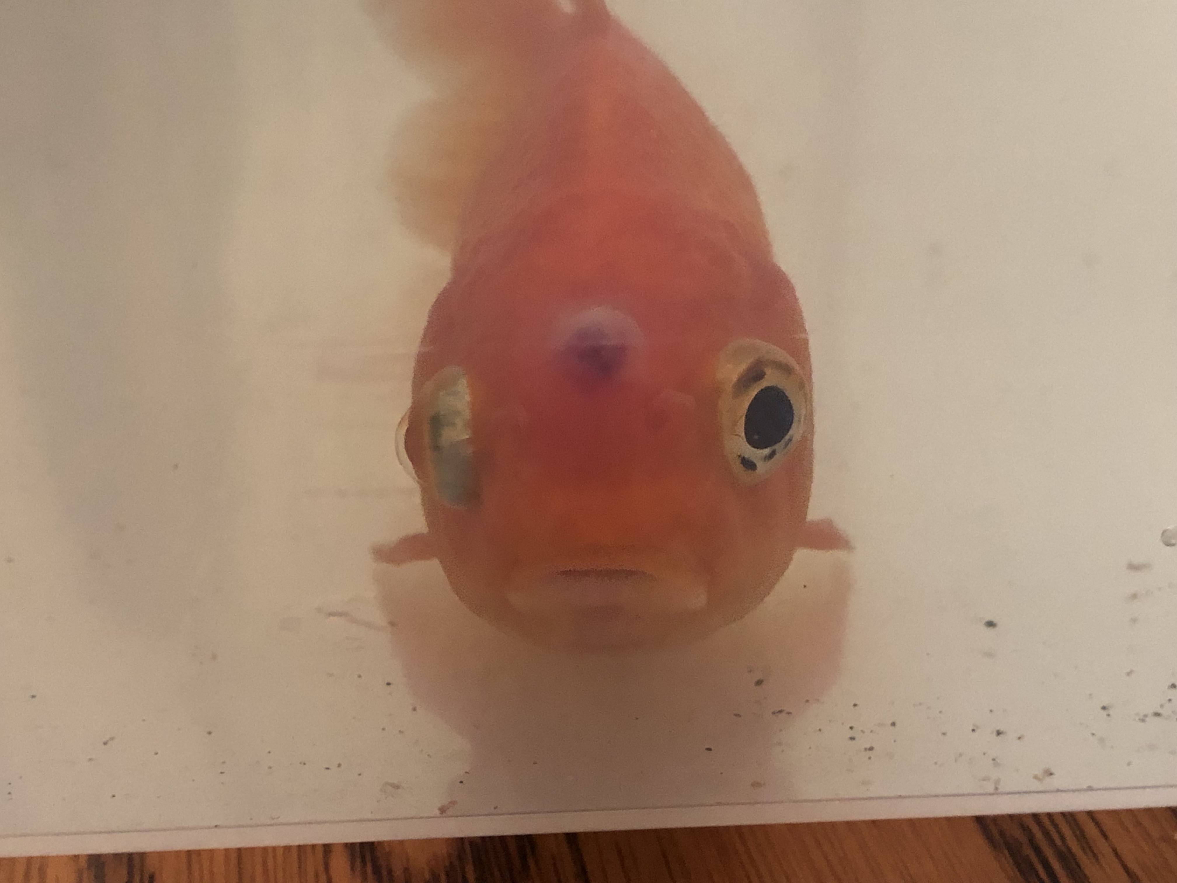 diseases What is this lump on my goldfishes head? Pets Stack Exchange(025)