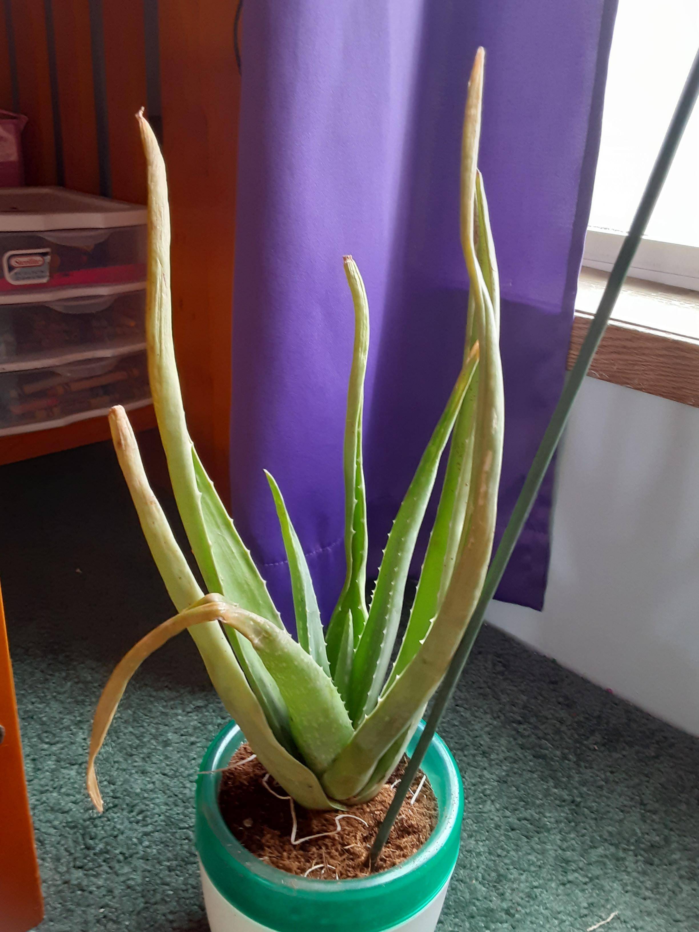 houseplants Whats wrong with my Aloe Vera plant how do I fix it