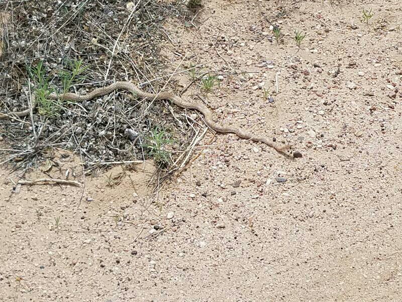 reptile Species Identification Snake, New Mexico Biology Stack