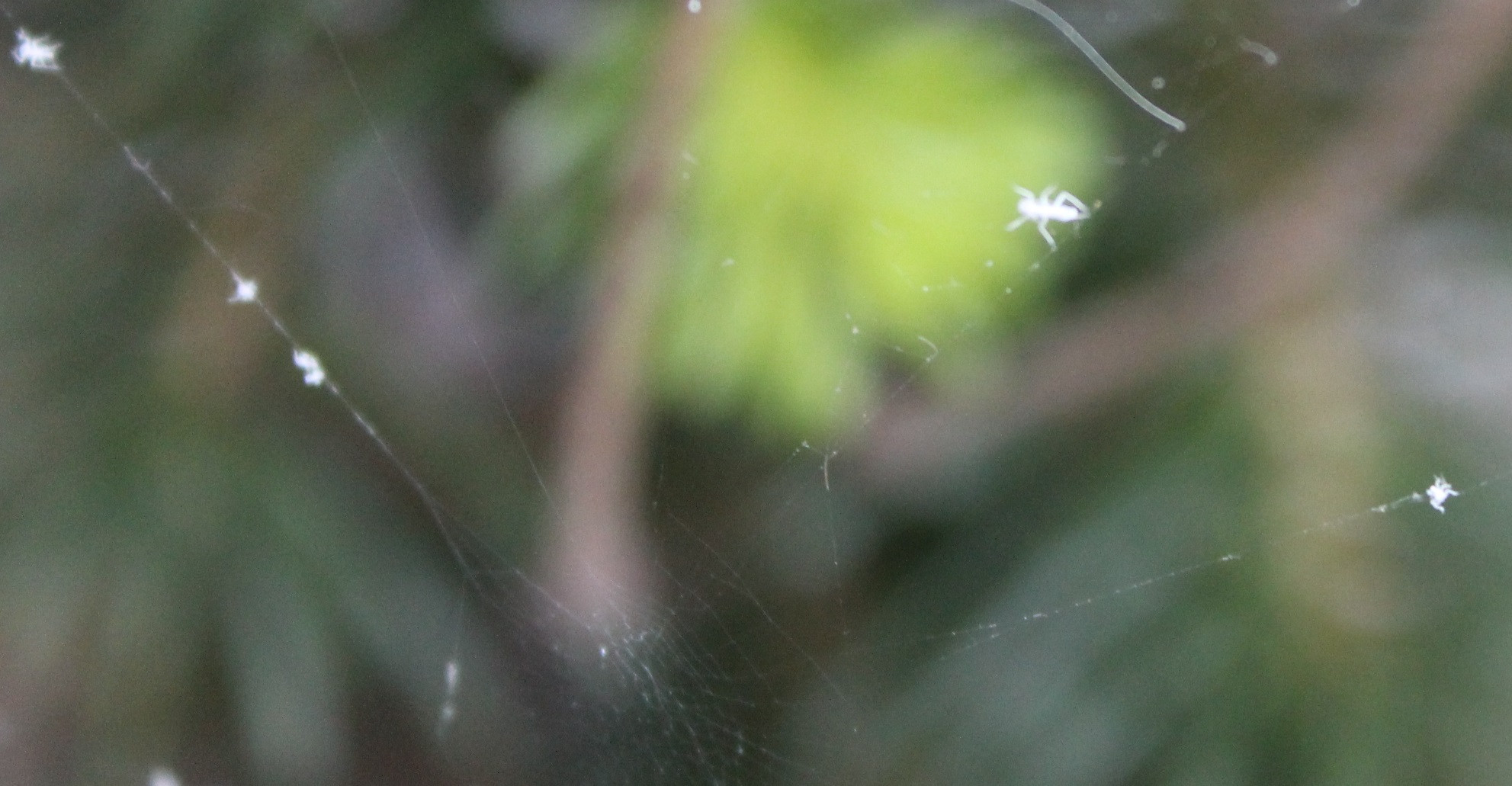 pests What are these tiny white spiderlike bugs in my soil and on