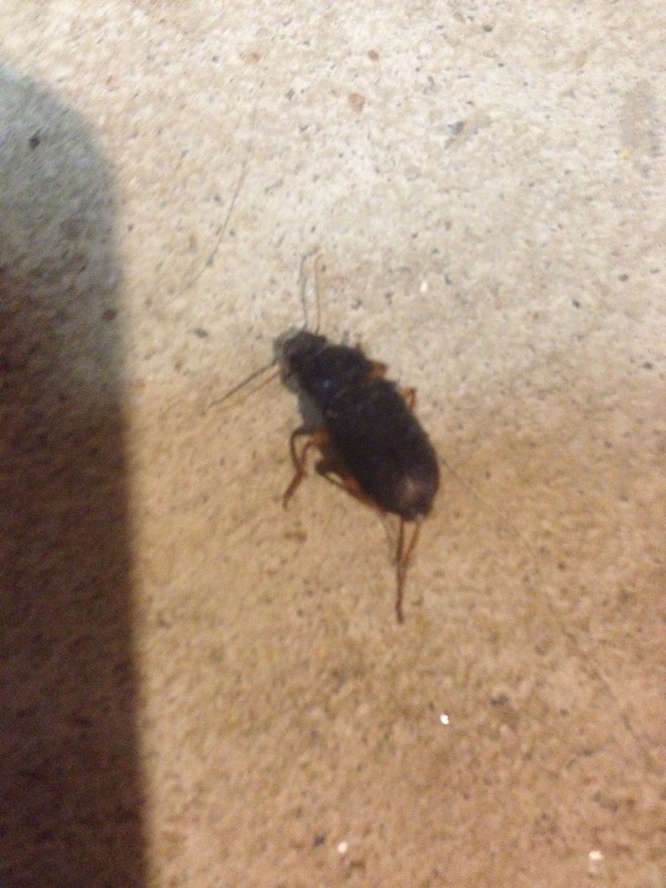 entomology Insect identification by example Biology Stack Exchange