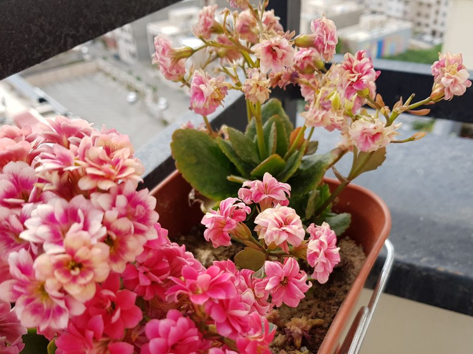 plant health Kalanchoe Flowers dying, what's the cause? Gardening