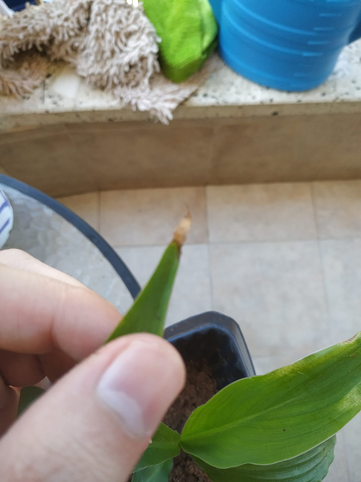 flowers Canna lily leaves turning brown Gardening & Landscaping