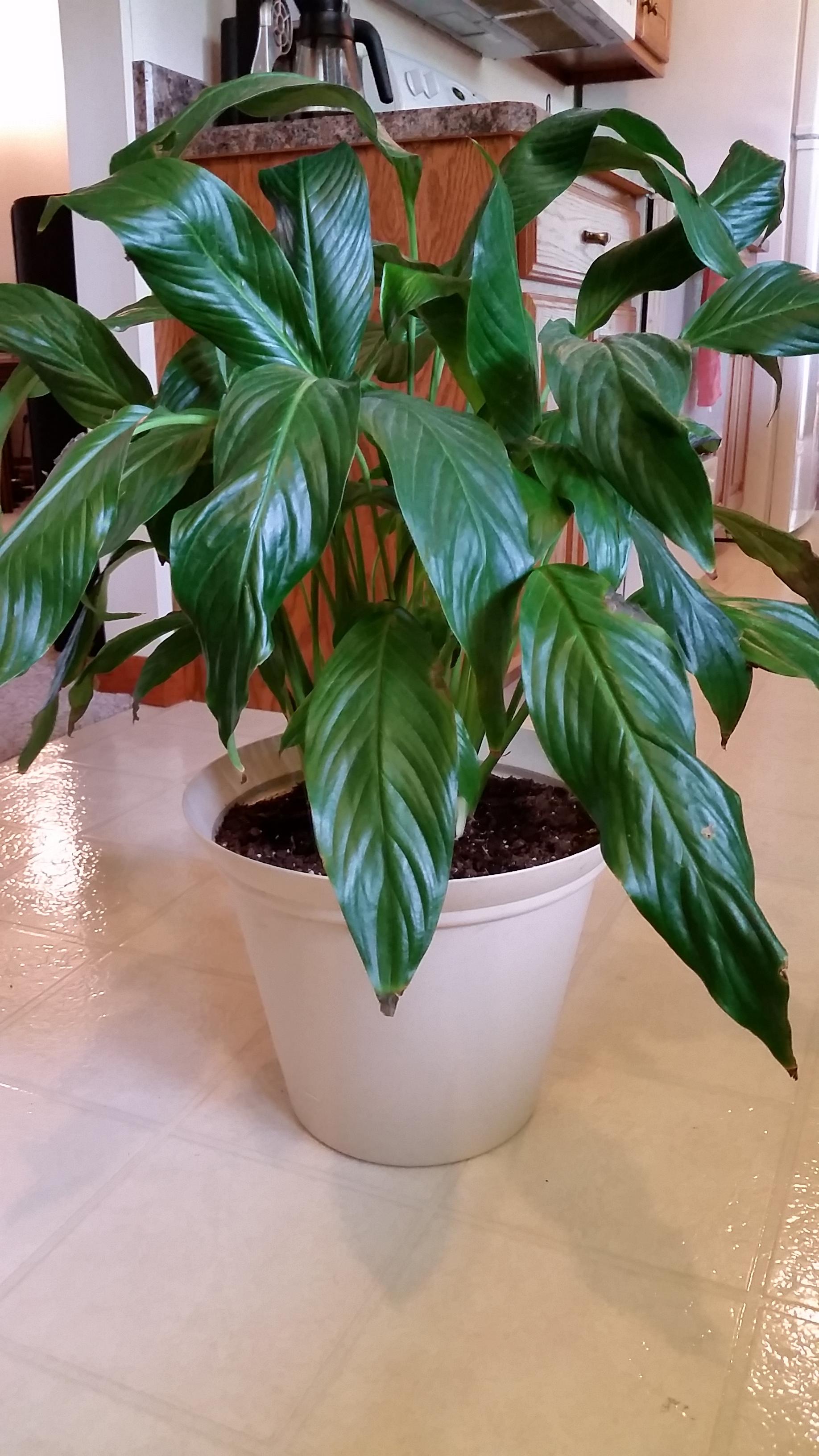 houseplants Why is my Peace lily dying? Gardening & Landscaping
