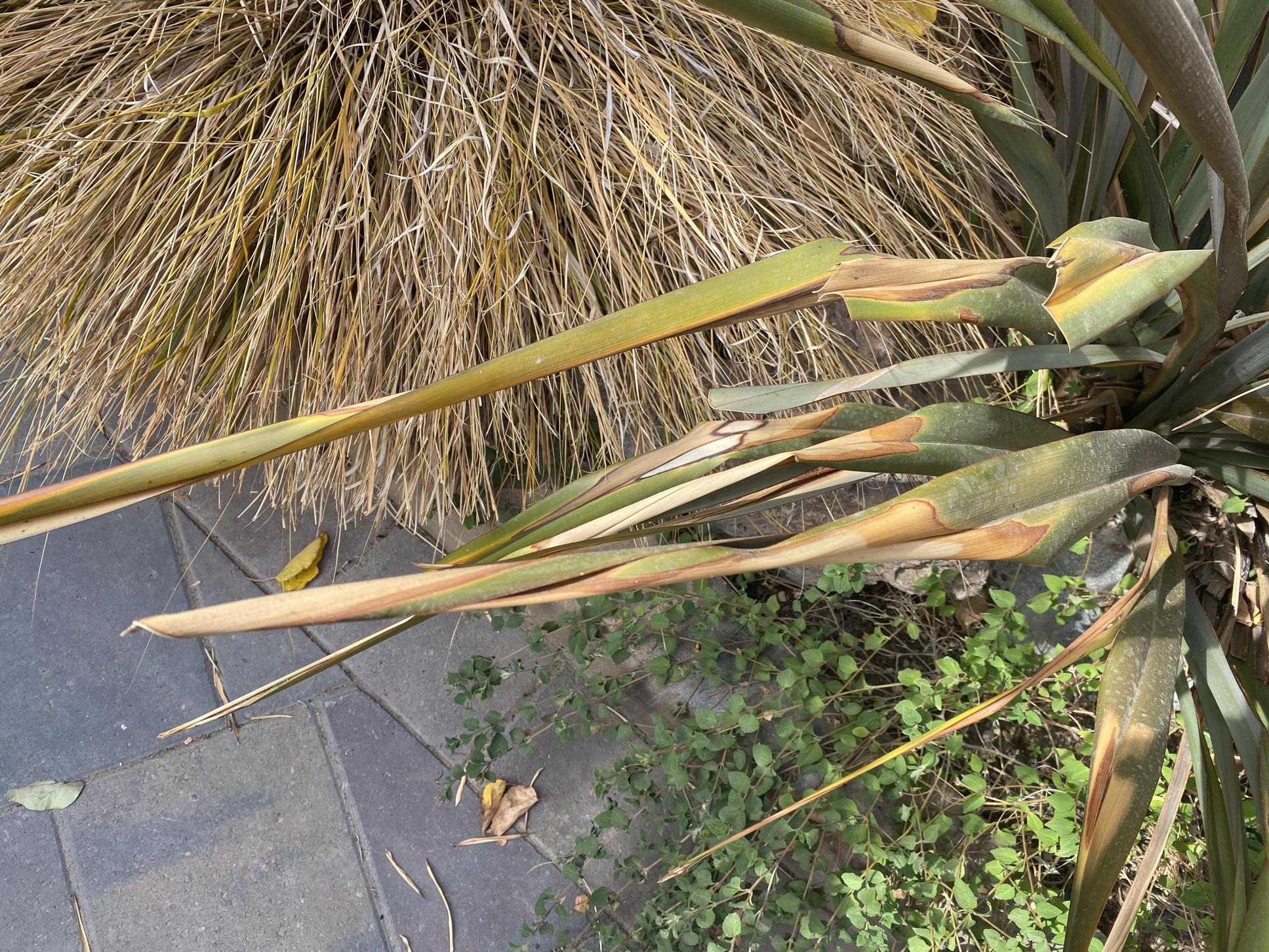 plant care Flax leaves shriveling up Gardening & Landscaping Stack