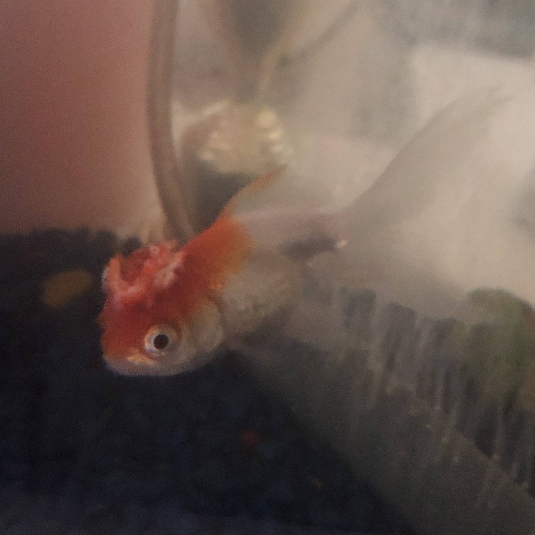 health My goldfish's entire wen is gone, please help me! Pets Stack