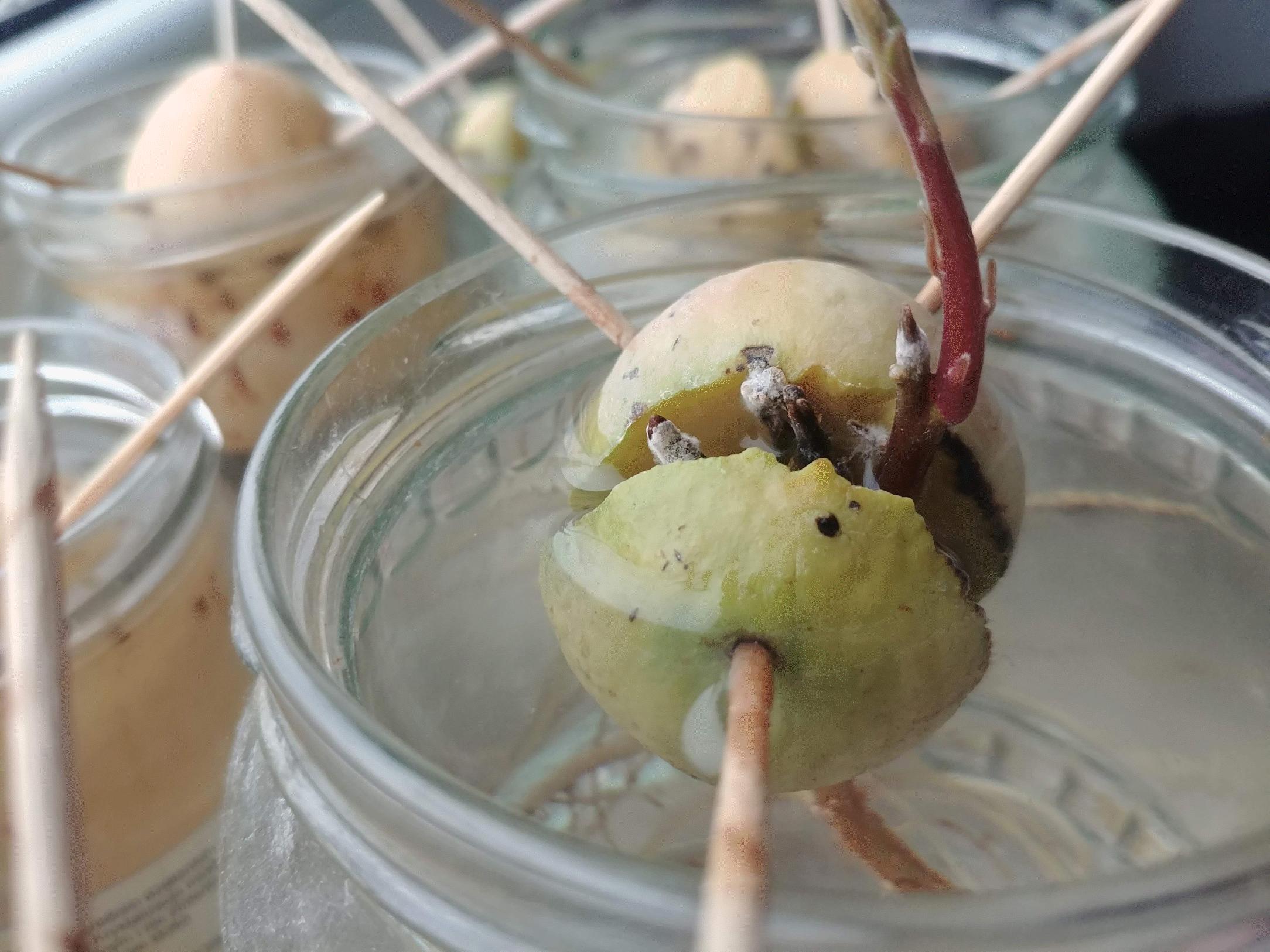 What is this white mold growing in my germinating avocado roots