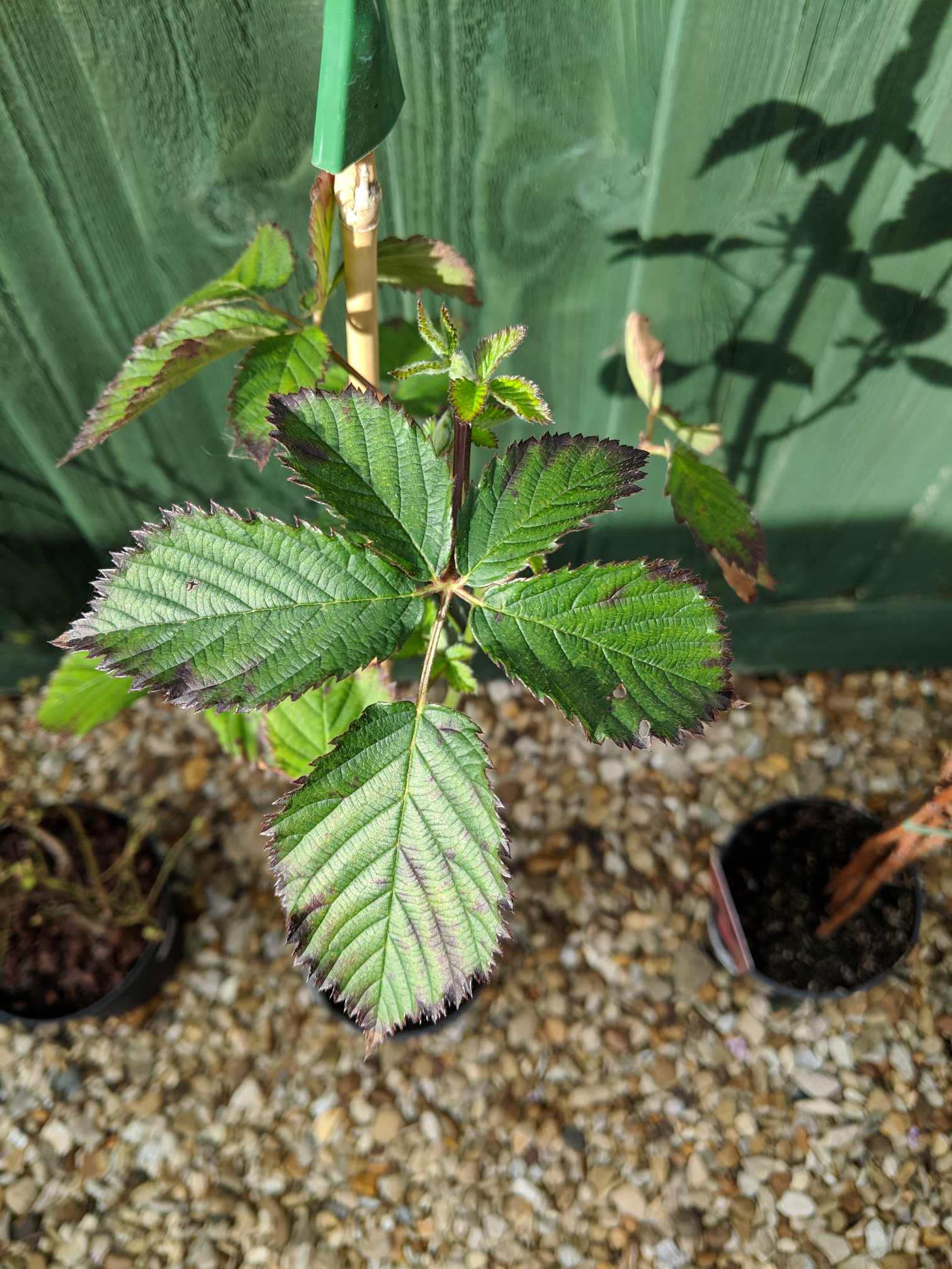 diseases Purple edge on black berry leaves Gardening & Landscaping Stack Exchange