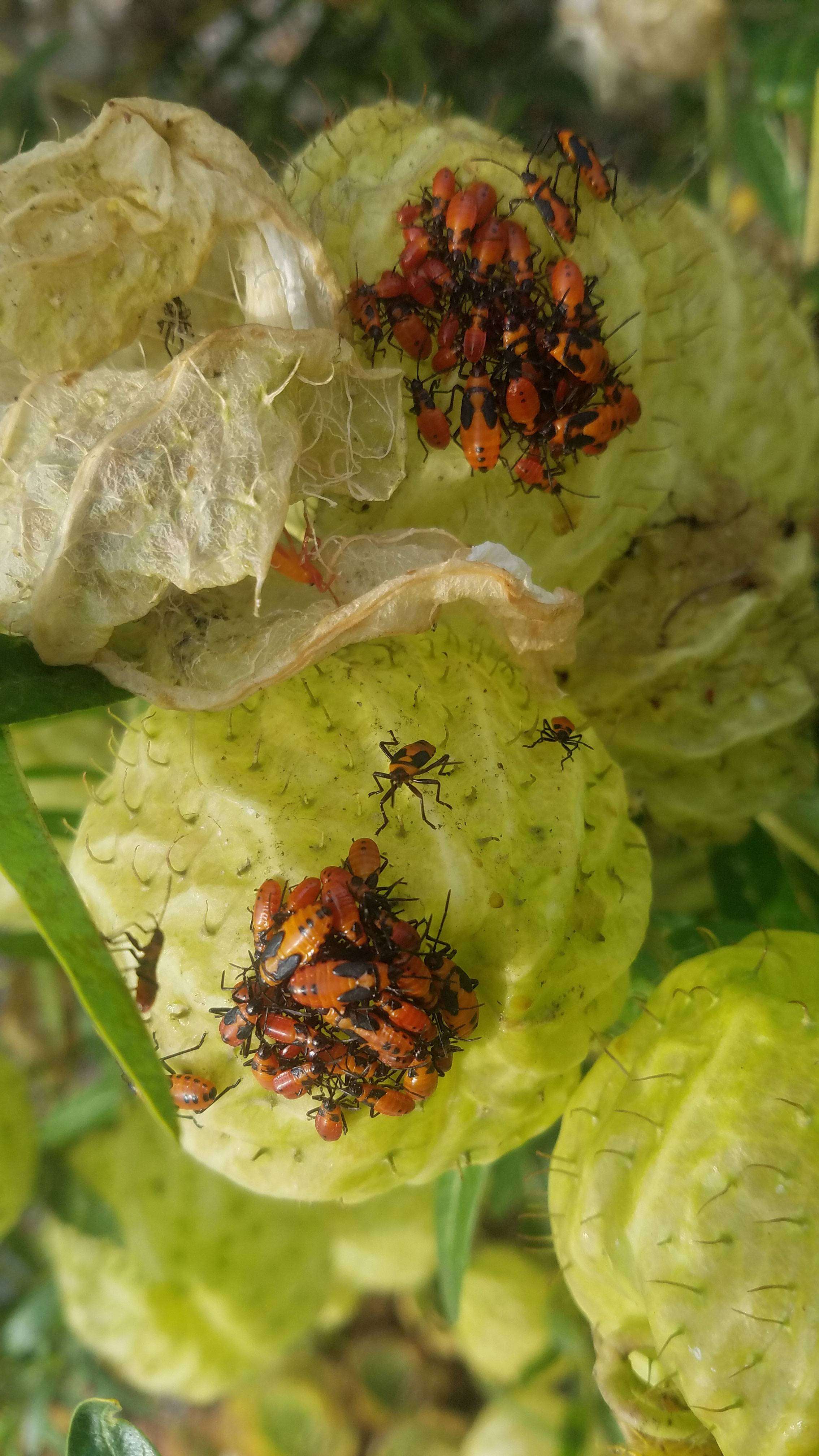 identification Orange and Black bugs on balloon plant Gardening