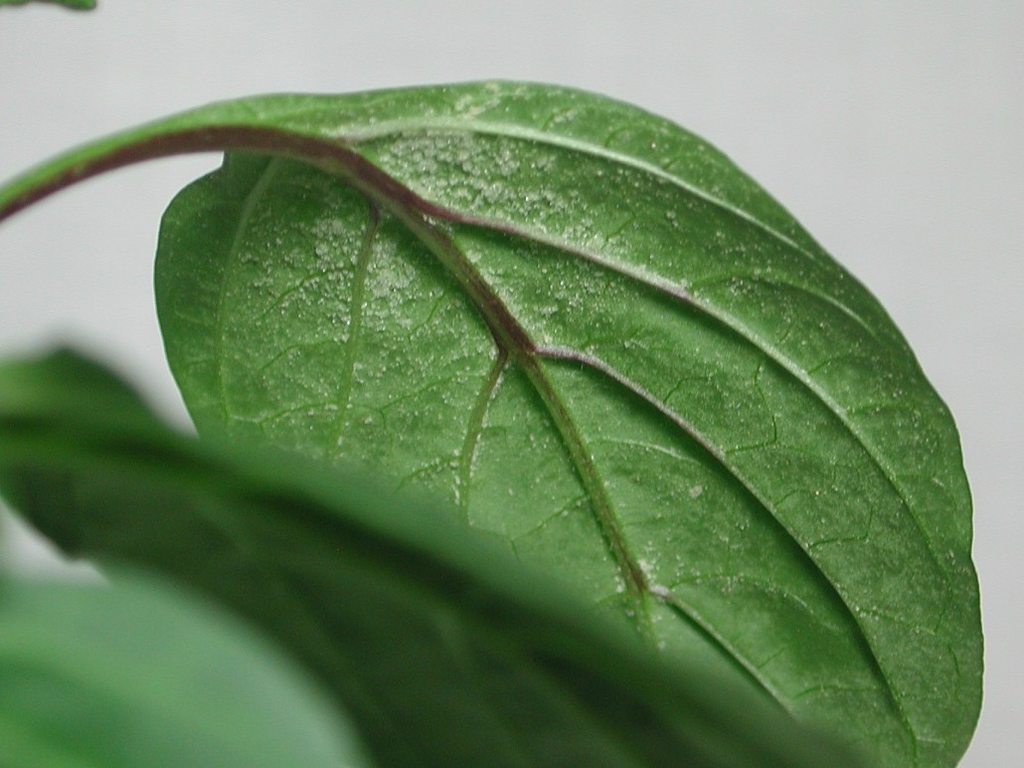 indoors White crystal like spot on bottom side of chili leaves