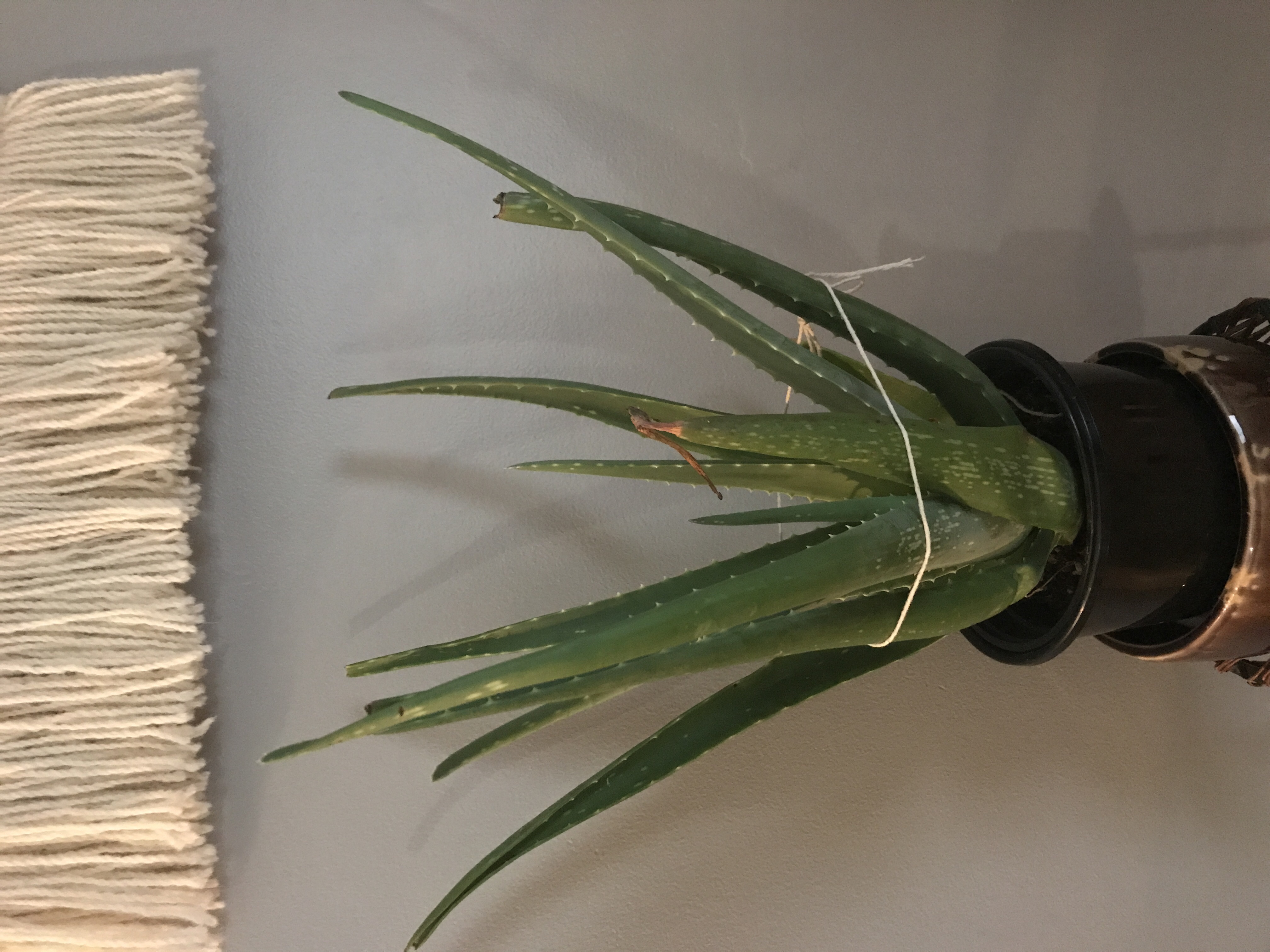 houseplants Should I replant or leave bent leaves on my aloe plant