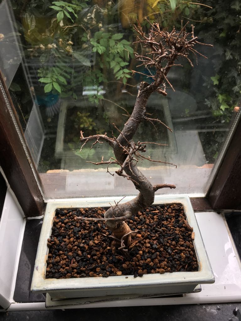 diagnosis How to revive a bonsai that was repotted after it was dying