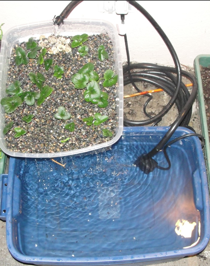 Feeder goldfish for aquaponics Kile