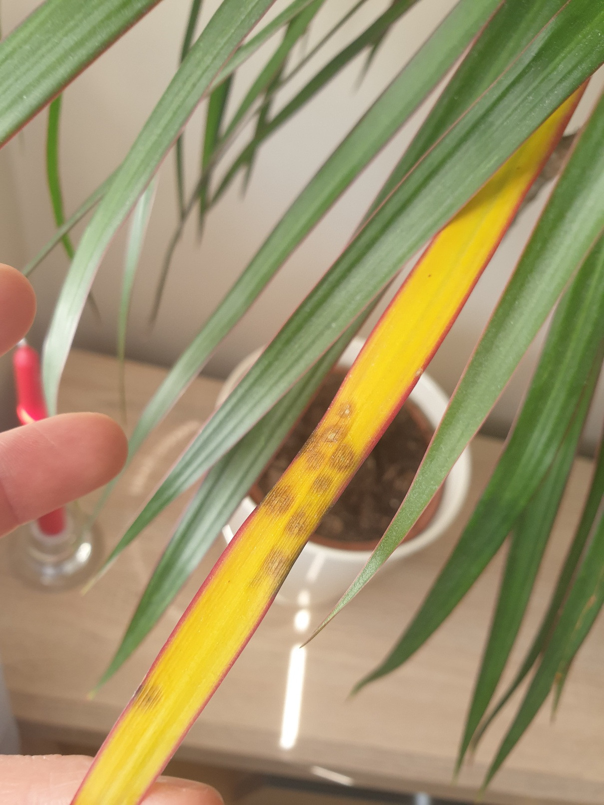 houseplants Dragon tree yellow leaves Gardening & Landscaping Stack