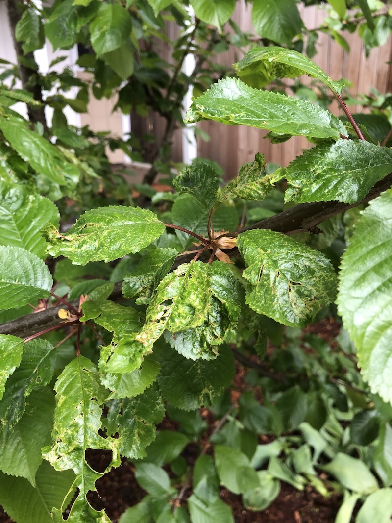 diseases Fruit cherry leaves got eaten by something? Gardening