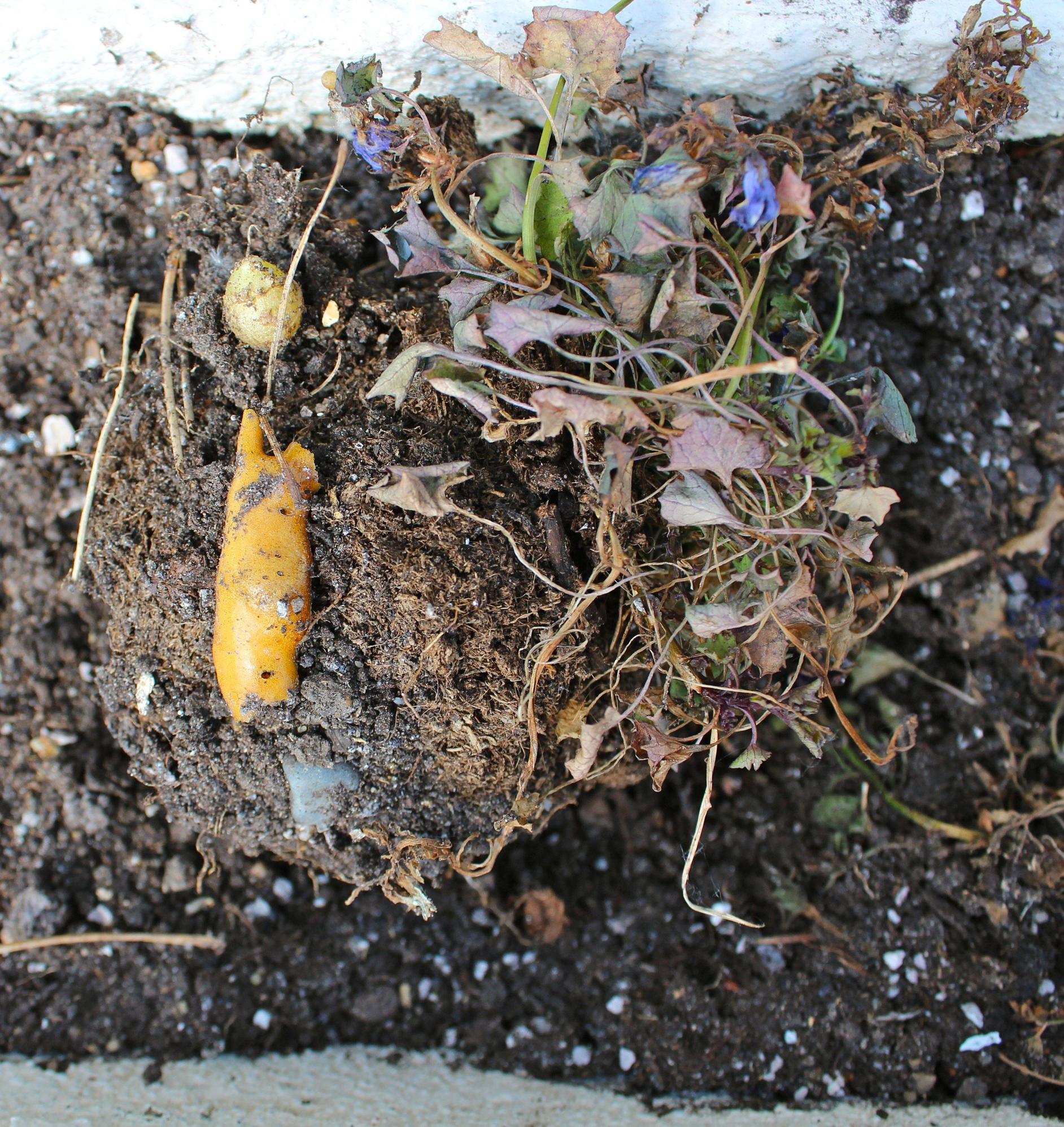 Orange moldlike substance seems to be killing my bedding plants